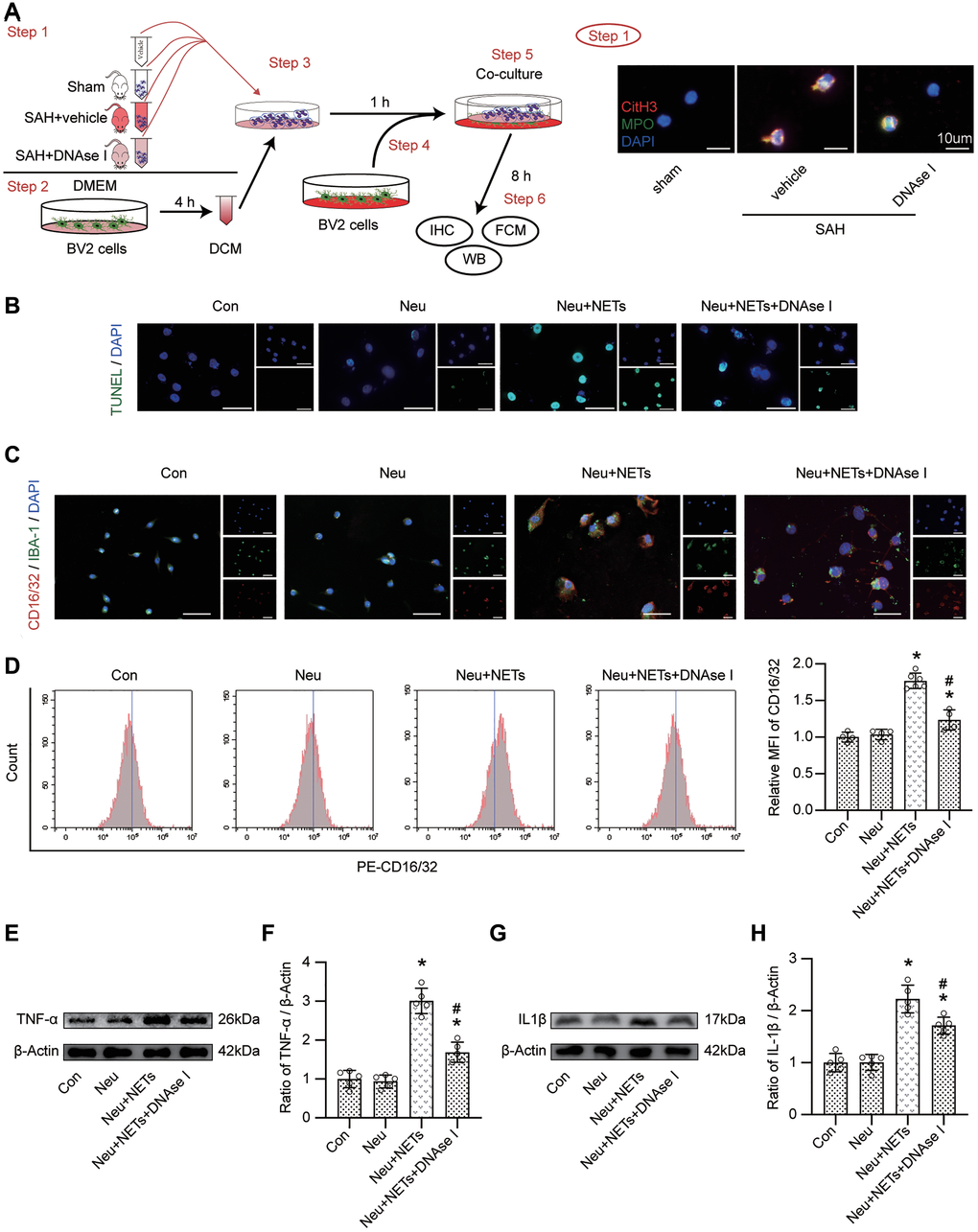 The role of NETs on pro-inflammatory subtype transition of BV-2 cells. (A) Study design in vitro and representative pictures of neutrophil from different mice. Scale bar = 10 μm. (B) Representative pictures of TUNEL positive cells in different groups. Scale bar = 50 μm. (C) Representative pictures of CD16/32 positive BV-2 cells in different groups. Scale bar = 50 μm. (D) Representative pictures of CD16/32 positive cells from FACS and Quantitative analysis of MFI of CD16/32. n = 4/group in Con, Neu and Neu+NETs+DNAse I groups, n = 6/group in Neu+NETs group. (E) Representative western blotting images of TNF-α expression in different groups. (F) Quantitative analysis of TNF-α expression in different groups. n = 5/group. (G) Representative western blotting images of IL1β expression in different groups. (H) Quantitative analysis of IL1β expression in different groups. n = 5/group. *P #P 