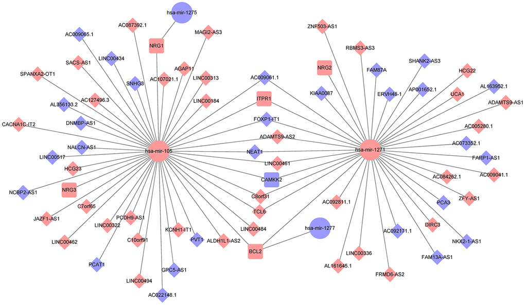 Establishment of an autophagy-associated ceRNA regulatory network in prostate cancer. The blue and pink nodes exhibited reduced and enhanced expression of RNAs. Diamonds represent lncRNAs, ellipses represent miRNAs, rectangles represent mRNAs, and gray edges represent interactions among the lncRNAs-miRNAs and mRNAs.