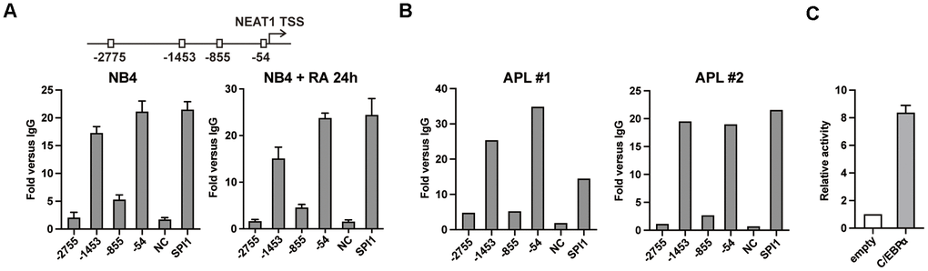 C/EBPα directly binds and transactivates the promoter region of NEAT1. (A) Upper panel: Schematic representation of putative C/EBP binding sites in the NEAT1 promoter. Lower panel: C/EBPα ChIP-qPCR showing the enrichment of C/EBPα in each putative binding site, the negative control and positive control (SPI1 promoter) in NB4 cells that were untreated or treated with ATRA at 1μM for 24 h (RA 24h). (B) ChIP was performed on two APL patient samples with anti-C/EBPα antibody. DNA fragments at NEAT1 promoter were subsequently measured with qPCR. (C) The 1656 bp NEAT1 promoter reporter construct (125 ng) was transfected into 293T cells along with pcDNA3.1 vector (empty) or pcDNA3.1-C/EBPα (C/EBPα) expression plasmid (500 ng). The data represent the mean ± S.E.M from 3 replicates.