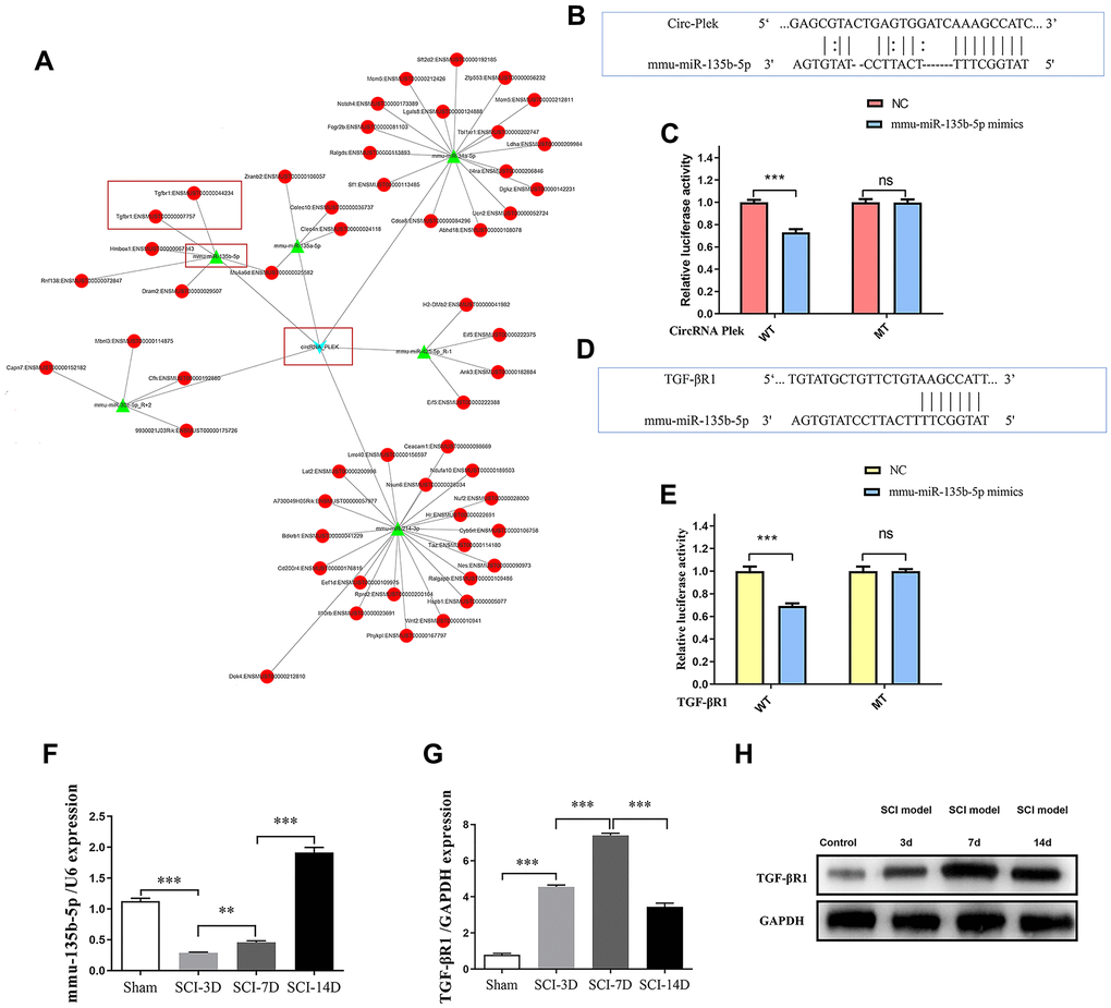 CircRNA/miRNA/mRNA network analysis. (A) The CircPlek/miR-135b-5p/TGF-βR1 axis was predicted (outlined in red). (B) An miR-135b-5p target site in CircPlek was predicted using TargetScan. (C) Relative luciferase expression of wild-type and mutant CircPlek bearing luciferase vectors co-transfected with miR-135b expression vectors. (D) A predicted miR-135b-5p target site in the 3′UTR of TGF-βR1. (E) Relative luciferase expression of the wild-type and mutant TGF-βR1 UTR-bearing luciferase vectors co-transfected with miR-135b-5p expression vectors. (F) The relative expression of miR-135b-5p was measured in spinal tissues using qRT-PCR on days 3, 7, and 14 post-SCI. (G) The relative expression of TGF-βR1 was measured in spinal tissues using qRT-PCR on days 3, 7, and 14 post-SCI. (H) The relative expression of TGF-βR1 was measured in spinal tissues using western blotting on days 3, 7, and 14 post-SCI. Data are expressed as means ± standard deviations. **p p 