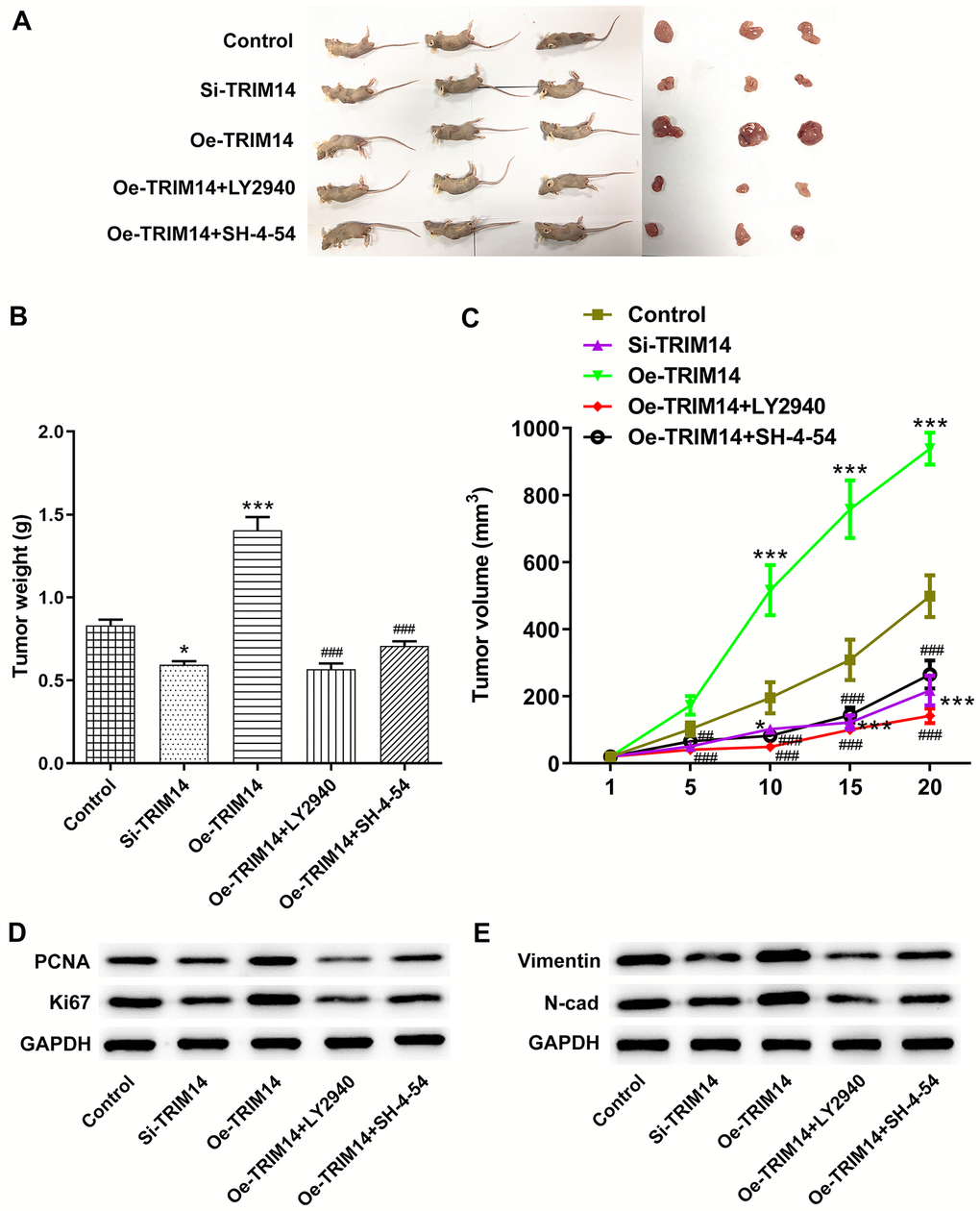 TRIM14 regulated melanoma tumorigenesis in vivo. A375 melanoma cells were transfected with si-TRIM14 or Oe-TRIM14 plasmid with or without pretreatment of LY2940/SH-4-54. After that, the above cells were injected into nude mice. The tumor was peeled off and weighed on day 20 to weigh and take pictures (A–B). The tumor growth curve for the animal experiment of each group was recorded and calculated (C). The tumor tissues were collected and applied to measure the protein expression of PCNA, Ki67, vimentin, and N-cadherin using western blot (D–E). *, ***p ###p 