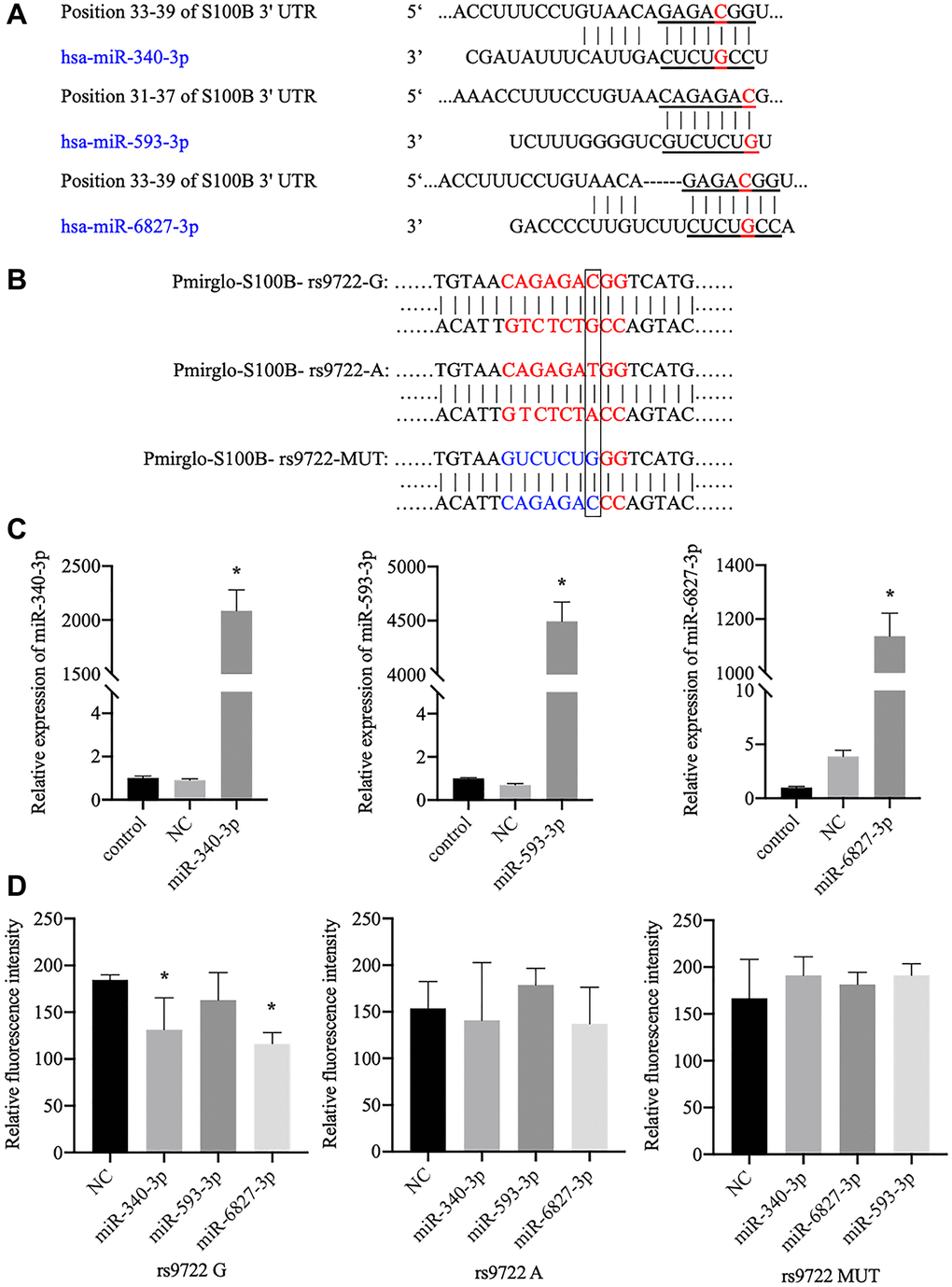 Verification of the interaction between candidate miRNAs and the 3′-UTR of the S100B gene, which contains the rs9722 loci, using the luciferase assay. (A) The candidate miRNAs that can bind to the rs9722 locus in the 3′-UTR of the S100B gene. The red letters show the rs9722 locus. (B) Plasmids containing different genotypes and artificial mutations. The black frame indicates the rs9722 locus. (C) Detection of miRNA levels in the 293T cells after transfection. (D) Fluorescence intensity after transfection of the miRNAs and the plasmids containing the different rs9722 alleles or mutations (*P 