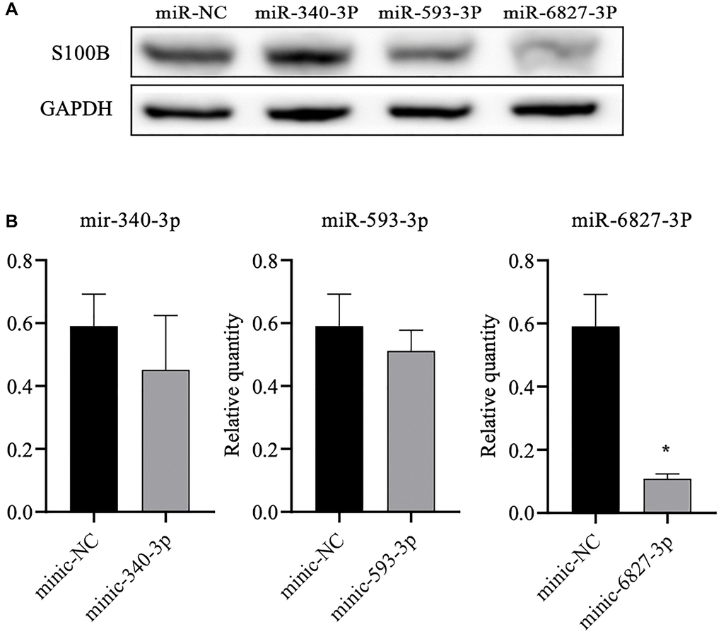 Western blot analysis of the S100B levels in SH-SY5Y cells after transfection of the three different miRNAs. (A) We detected the S100B protein level using western blot analysis. (B) Densitometry analysis to determine the ratio of S100B to GAPDH. All data are the average of three measurements (*P 