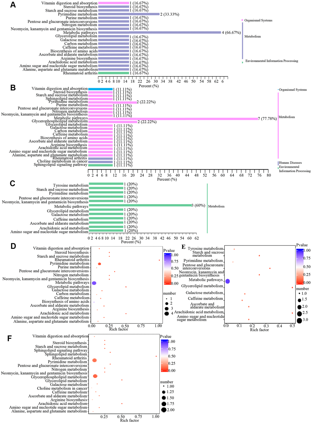 Classification and enrichment of KEGG pathways of differential metabolites in wAMD, CNV, and PCV groups. (A–C) are KEGG classification diagrams of differential metabolites of wAMD vs control, CNV vs control, and PCV vs control, respectively. The ordinate is the name of the KEGG metabolic pathway, and the abscissa is the number of metabolites from the annotation to the pathway and the proportion of the number of metabolites to the total number of annotated metabolites. (D–F) are the KEGG enrichment analysis graphs of differential metabolites wAMD vs control, PCV vs control, and CNV vs control. The rich factor is the ratio of the number of metabolites in the corresponding pathway to the total number of metabolites detected and annotated in the pathways. The larger the value is, the greater the enrichment degree is. The closer the p-value is to 0, the more significant the enrichment is. The size of the midpoint represents the number of significant metabolites enriched in the corresponding pathway.