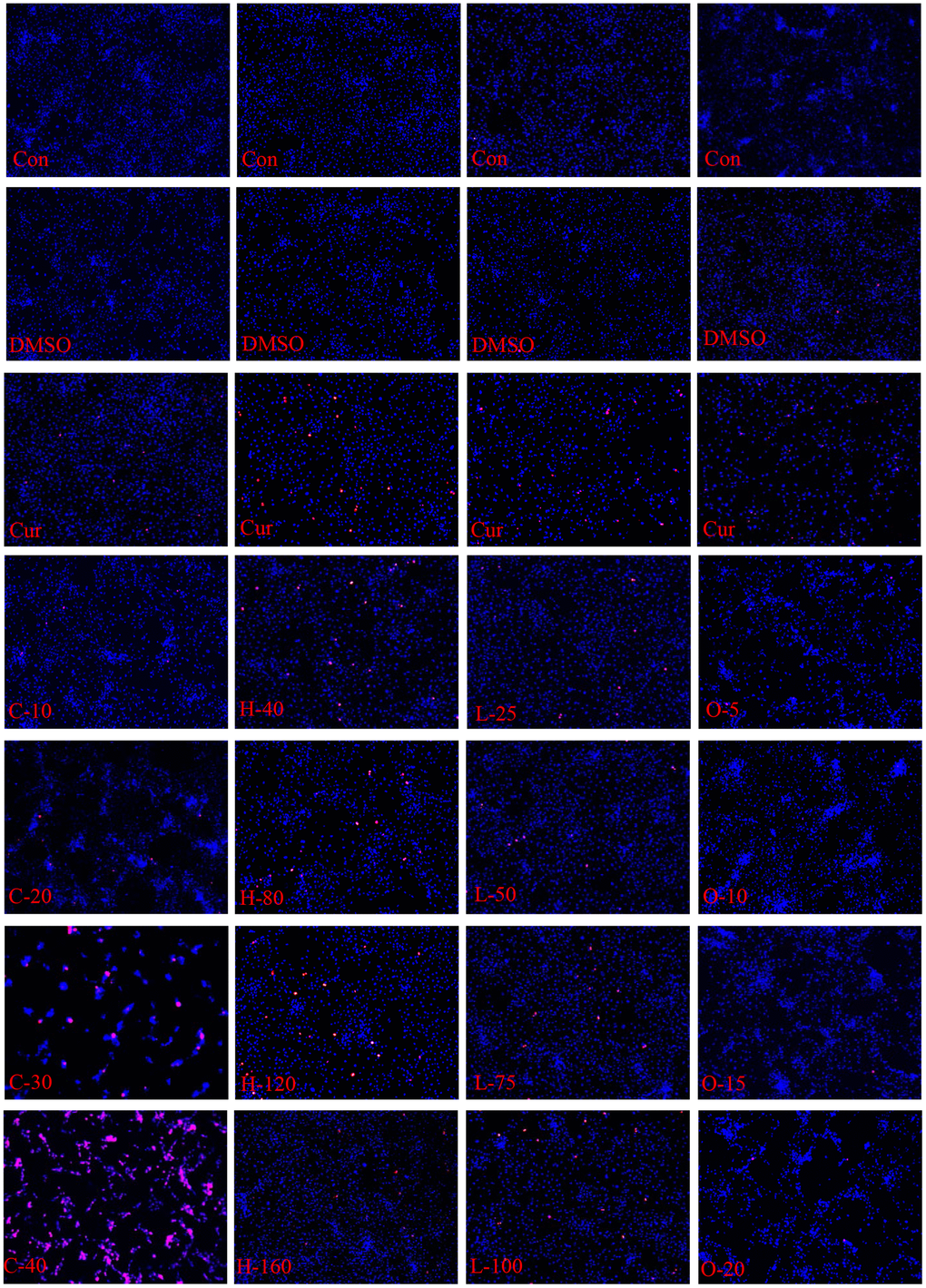 Apoptosis and necrosis of HRPECs. The apoptosis and necrosis of HRPECs after being treated with cyclamic acid, hyodeoxycholic acid, L-tryptophanamide, and O-phosphorylethanolamine for 48h. Blue fluorescence shows normal cells, bright blue shows apoptotic cells, and red shows necrotic cells.