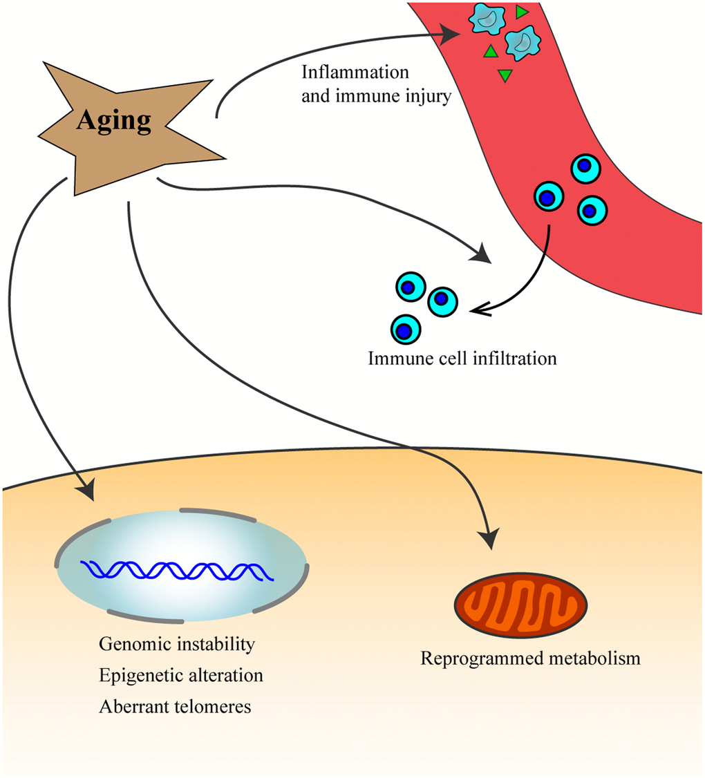 Aging process leads to inflammation and immune injury, increases genomic instability, epigenetic alteration, aberrant telomeres and affects immune cells infiltration, and reprogram metabolism, which might then promote the occurrence and development of cancer.