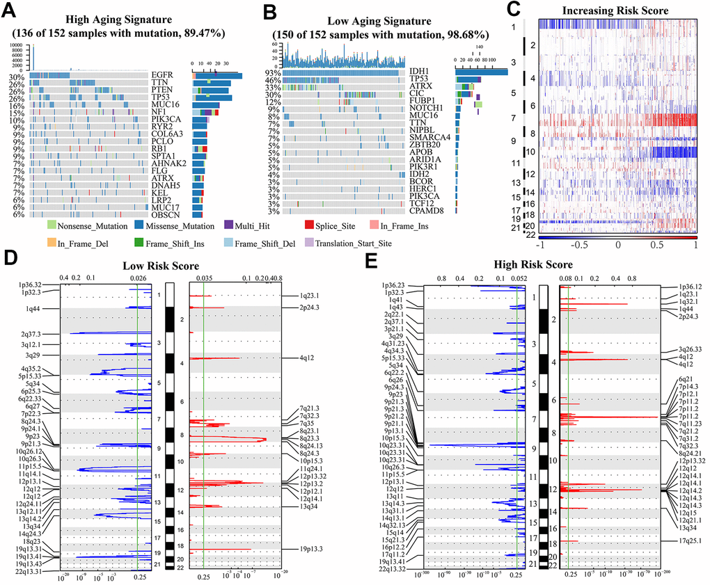 (A, B) Genes with the highest mutation frequency in high and low risk groups. The overall CNAs profiles (C) were shown according to risk score. (D, E) Chromosomal regions that were significantly amplified (red) and deleted (blue) were identified using GISTIC 2.0 analysis. The threshold for significance was represented by the green line (q value=0.25).