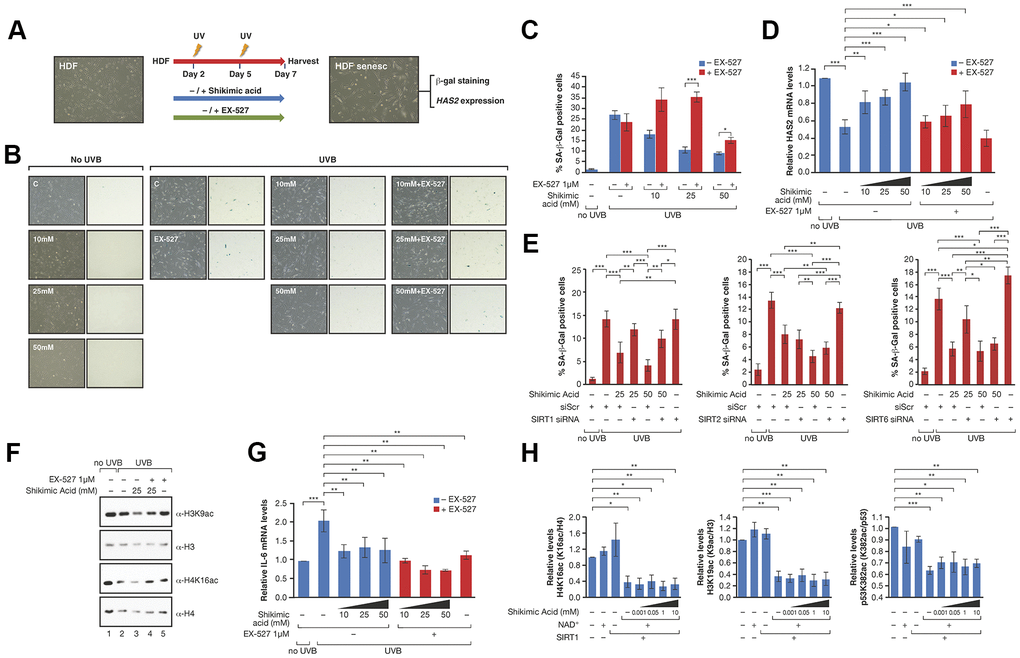 (A) Schematic representation of the protocol for senescence induction using UVB irradiation and study of EX527 involvement in the effect of Shikimic acid. Cells were treated with or without shikimic acid -/+ EX-527 from day 1 until day 7 after seeding, irradiated with UVB on days 2 and 5 and harvested for analysis on day 7. (B) Phase-contrast (left column) and bright field (right column) microscope images of β-Gal staining showing non-irradiated cells non-treated and treated with shikimic acid (10, 25 and 50 mM), UVB-irradiated cells non-treated and treated with shikimic acid (10, 25 and 50 mM), shikimic acid (10, 25 and 50 mM) + EX-527 1 μM and EX-527 1 μM. (C) Percentage of SA-β-Gal positive cells and (D) relative HAS2 mRNA levels in non-irradiated cells non-treated and treated with Shikimic acid (10, 25 and 50 mM), UVB-irradiated cells non-treated and treated with Shikimic acid (10, 25 and 50 mM), Shikimic acid (10, 25 and 50 mM) + EX-527 1 μM and EX-527 1 μM. (E) Percentage of SA-β-Gal as in (C) of SA 25 or 50mM upon siRNA mediated downregulation of SIRT1, SIRT2 or SIRT6. siScr: scramble siRNA. Student T-test, *pF) Levels of H3K9ac/H3 and H4K16ac/H4 under UV-induced senescence in HFD incubated with -/+25mM SA -/+1μM EX-527. (G) IL-6 mRNA levels of the assays as in (D). (H) The activity of FLAG-SIRT1 purified from HEK293 cells was tested in in vitro deacetylation assays -/+ NAD+ -/+ Shikimic acid (1 μM-10mM) in presence of hyperacetylated core histones. SIRT1 activity was then evaluated by analyzing acetylation of H3K9, H4K16 and p53K382 by Western blot. Student T-test, *p