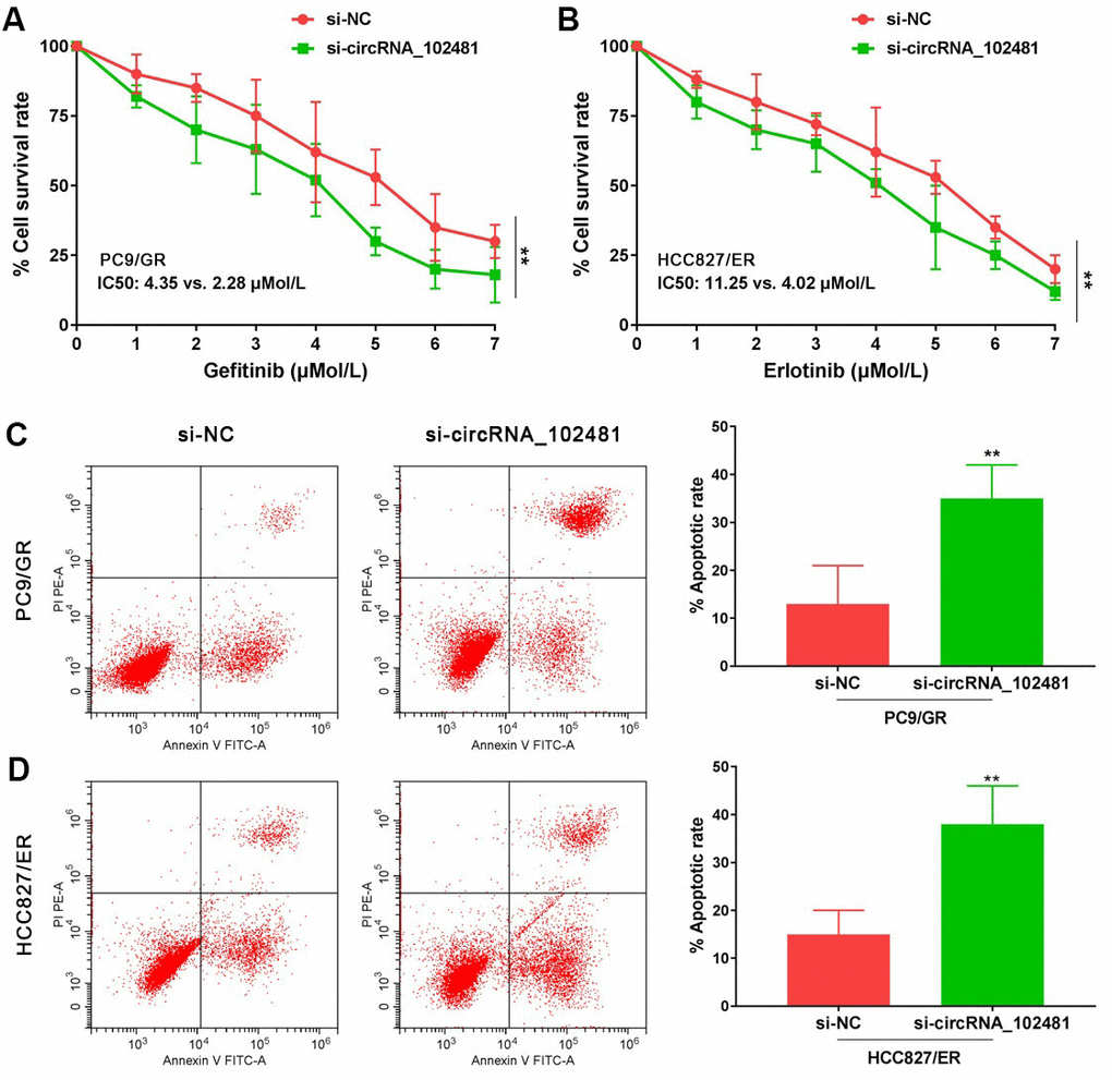 Functional validation assay of circRNA