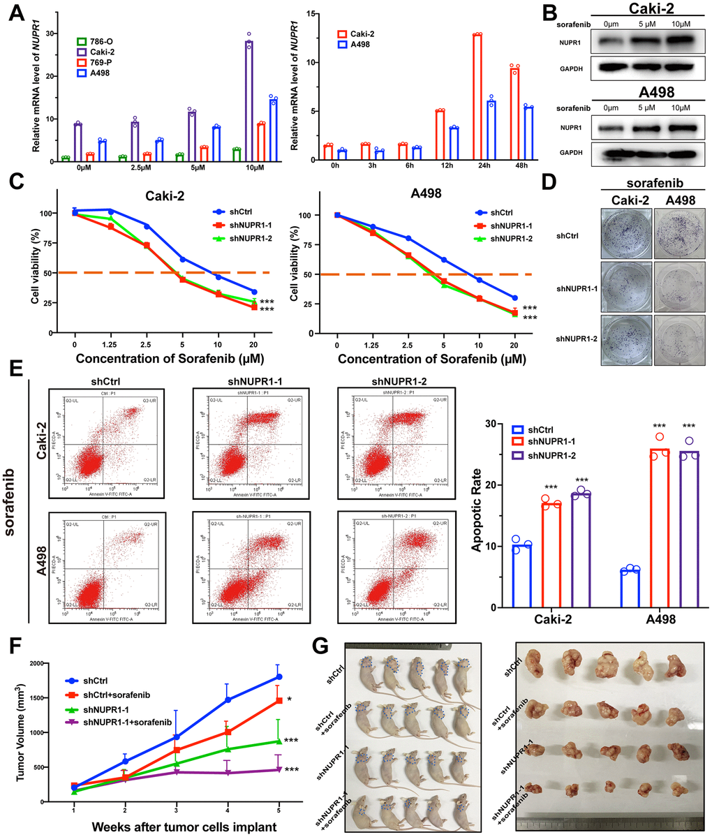 Depletion of NUPR1 promoted sensitivity to sorafenib in ccRCC. (A) Time and concentration-dependent manner of sorafenib treatment on NUPR1 expression in ccRCC cell lines verified by qRT-PCR. (B) Western blot assay of sorafenib inducing NUPR1 protein expression. (C) CCK-8 assay of NUPR1 silencing after sorafenib treatment at the indicated concentrations for 24h. The IC50 values were 10.26, 5.28, 5.86 μM for shCtrl, shNUPR1-1, shNUPR1-2, respectively in Caki-2. The IC50 values were 8.73, 4.55, 4.36 μM, respectively in A498. (D) Colony formation experiments of NUPR1 silencing after sorafenib (5μM) treatment for 2 weeks. (E) Flow cytometry analysis of effects of NUPR1 depletion on apoptosis after sorafenib (5μM) treatment for 24h. (F) Growth curves of subcutaneous xenografts in nude mice (n=5) under different treatments. (G) Images of nude mice and anatomical picture of subcutaneous xenografts. (*p p p 