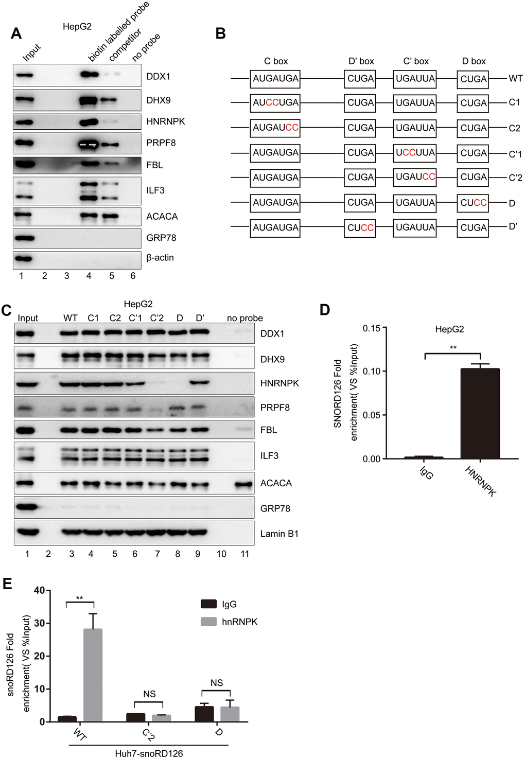 SnoRD126 combines with hnRNPK. (A) Confirmation of snoRD126-binding proteins by RNA pull-down followed by immunoblotting. Lanes 1, 10% of the cell extracts used in the pull-down assay. Lane 4, biotin-labelled snoRD126 probe. Lane 5, biotin-labelled and biotin-unlabelled mixed snoRD126 probe used as a competitor. Lane 6, without RNA probe. (B) Schematic diagrams of the wild-type (WT) snoRD126 and the mutants with double nucleic acid base mutations in its four conserved motifs. (C) RNA pull-down followed by immunoblotting using biotin-labelled WT (lane 3) and mutants of snoRD126 (lane 4-9). Lanes 1, 10% of the cell extracts used in the pull-down assay. Lane 11, without RNA probe. (D, E) Confirmation of snoRD126 presence in a hnRNPK ribonucleoprotein complex by RIP assay followed by a qRT-PCR assay using (D) HepG2 cells transfected with pcDNA3.1+ plasmid expressing an N-terminal 3xFlag-tagged hnRNPK (pcDNA3.1+-3xFlag-hnRNPK); (E) Huh7 cells stably expressing snoRD126, SNORD126 C’2 and SNORD126 D mutants. The data represent mean ± SD (n = 3). **P 