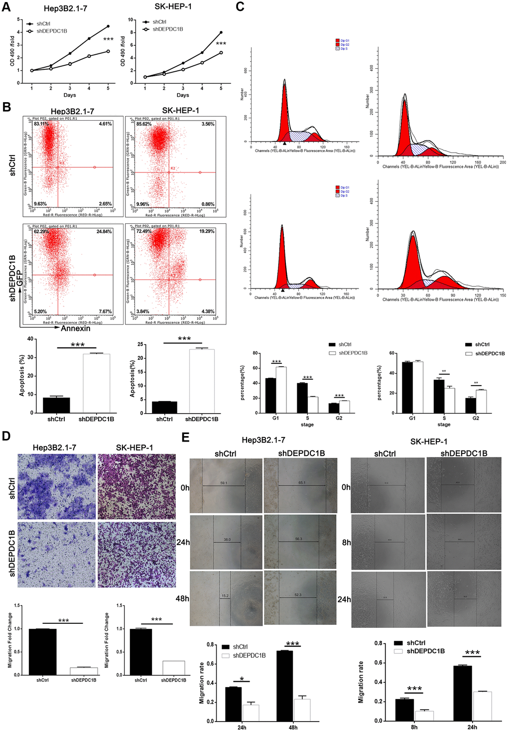 DEPDC1B knockdown inhibited HCC cell progression in vivo. (A) The results of MTT assay show that, after the infection of lentivirus: compared with shCtrl group, the cells in shDEPDC1B group exhibited slower proliferation rate (PB) The results of flow cytometry demonstrate that, after the infection of lentivirus: compared with shCtrl group, apoptosis percentage was increased in shDEPDC1B group (PC) The results of flow cytometry show that, compared with shCtrl group, in shDEPDC1B group, the percentage of SK-HEP-1 cells in G2 phase increased (PD). (E) The results of wound-healing assay showed that, in HEP3B2.1-7 and SK-HEP-1cells, compared with shCtrl group, the migration rate of cells in shDEPDC1B group was decreased by 68% (P