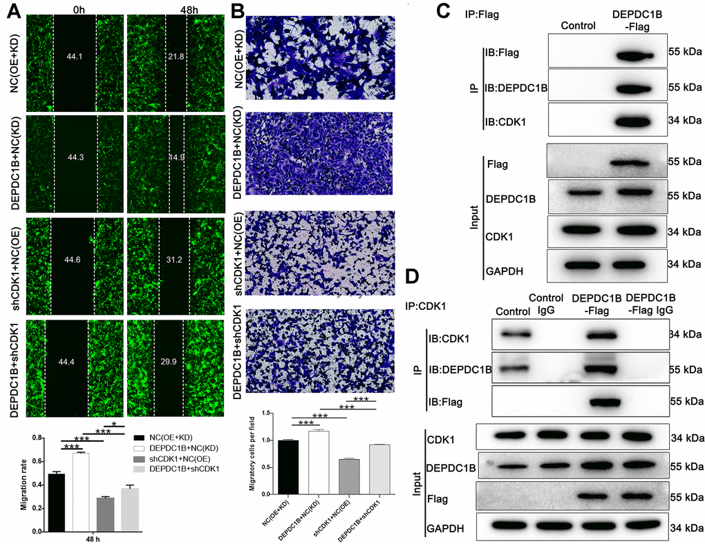 Detection of cell migration ability, and interaction between CDK1 and DEPDC1B. (A) The results of wound-healing assay and Transwell assay showed that, compared to NC(OE+KD) group: the migration rate of cells was significantly increased in DEPDC1B+NC(KD) group (48 h) (PB) The transwell assay shows that, compared to NC(OE+KD) group: the migration ability of cells in DEPDC1B+NC(KD) group was significantly increased (PC, D) The results of co-immunoprecipitation. *: P 