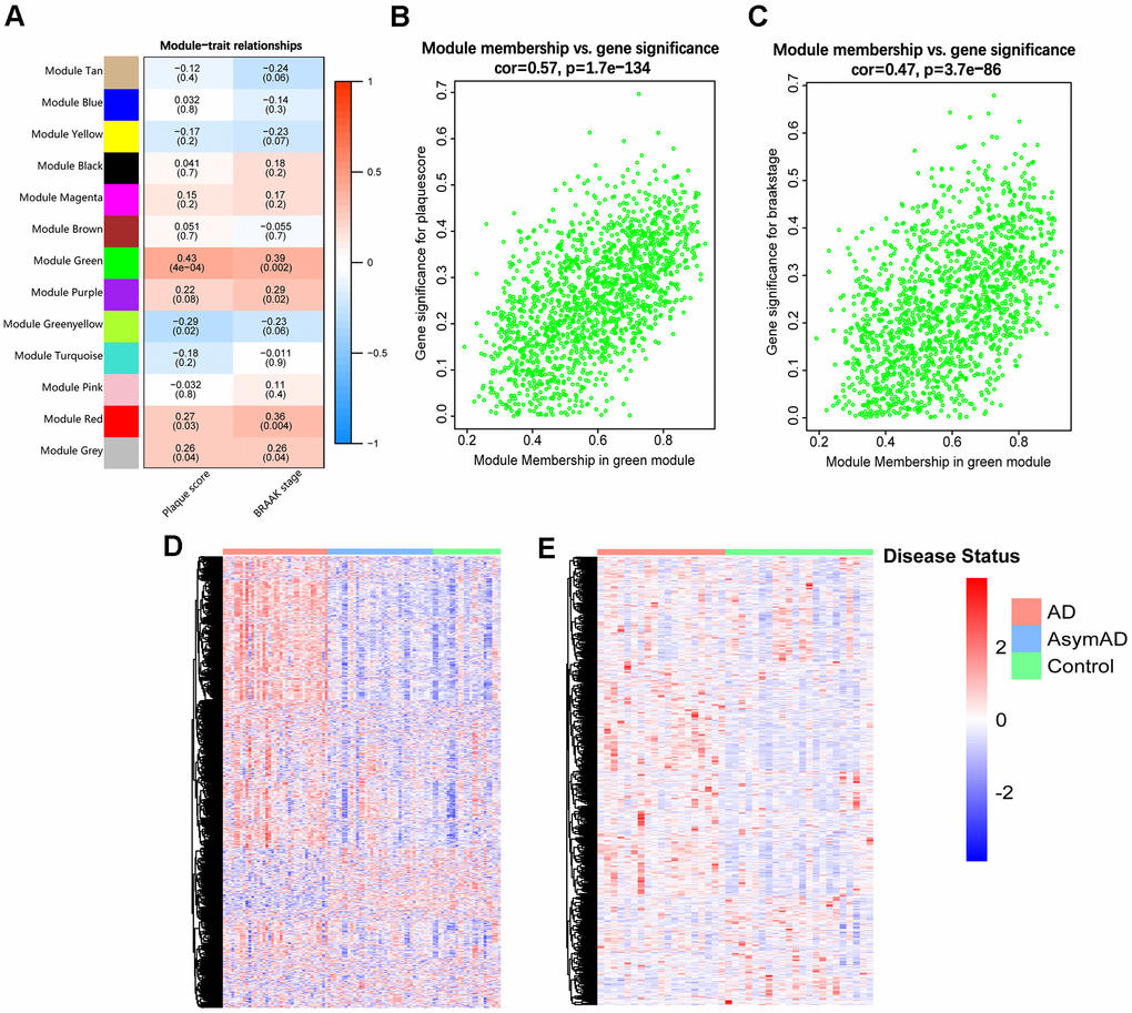 Identification of the target module. (A) Heatmap of the correlations between MEs and clinical traits of AD. Each cell contains the correlation coefficient and p-value (within brackets). (B, C) Scatter plots of GS value of plaque score (B) and BRAAK stage (C) vs. the MM value of each gene in the target module. (D) Heatmap of genes in the target module of entorhinal cortex samples in GSE118553. (E) Heatmap of genes in the target module of hippocampus samples in GSE48350. AsymAD, asymptomatic AD.