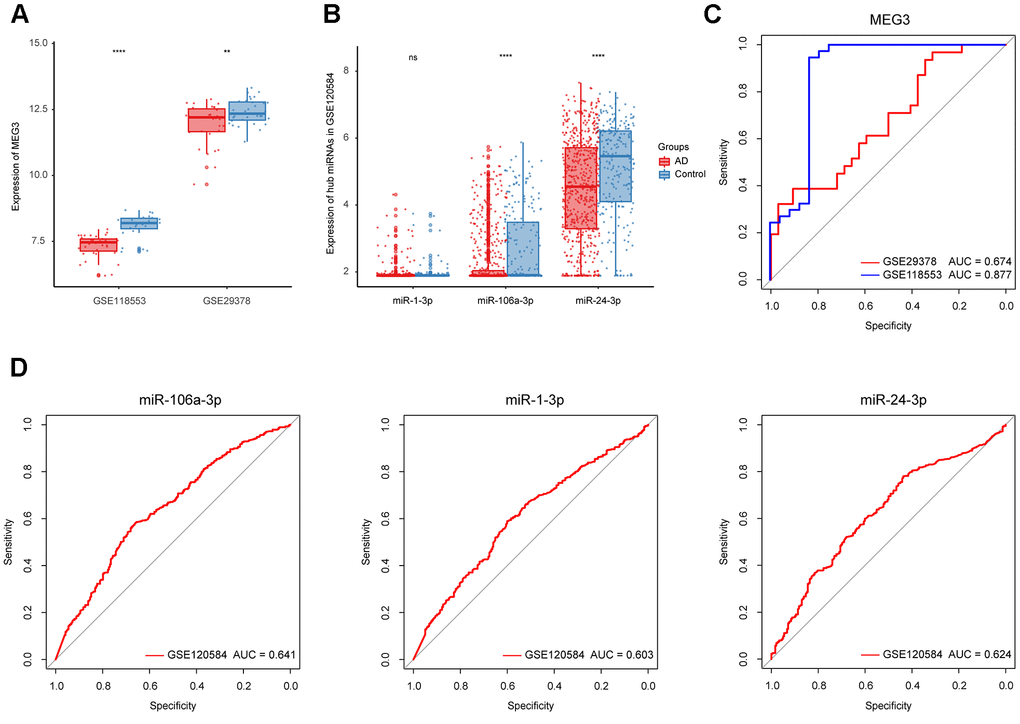 Identification of the refined hub ncRNAs. (A) Expression of MEG3 in GSE118553 and GSE29378. (B) Expression of hub miRNAs in GSE120584. (C) ROC analysis of MEG3 in GSE118553 and GSE29378. (D) ROC analysis of the hub miRNAs in GSE120584. Data were presented as the mean ± SD in each group. ns, p > 0.05, ** p p 