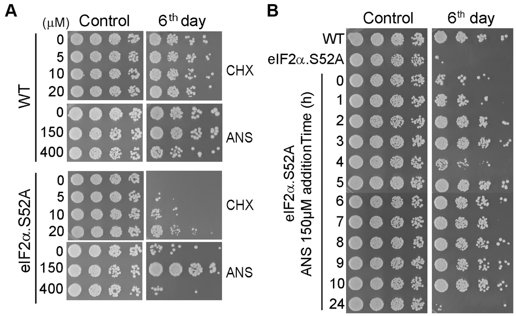 Translation reduction by inhibitors of protein synthesis increases lifespan. (A) Serial dilutions of WT and eIF2α.S52A cells growing in regular YES medium containing different sub-lethal concentrations of cycloheximide (CHX) or anisomycin (ANS) at the exponential phase (Control) or six days after reaching stationary phase, were plated onto YES agar plates and incubated at 30° C for 2-3 days. (B) Effect of ANS during the exponential growth phase. ANS (final concentration of 150 μM) was added to eIF2α.S52A cell cultures at the indicated time points during exponential growth. Serial dilutions of cells were plated as described in (A) and observed after six days of growth. Data information: (A, B) The results shown are representative of at least three independent experiments.