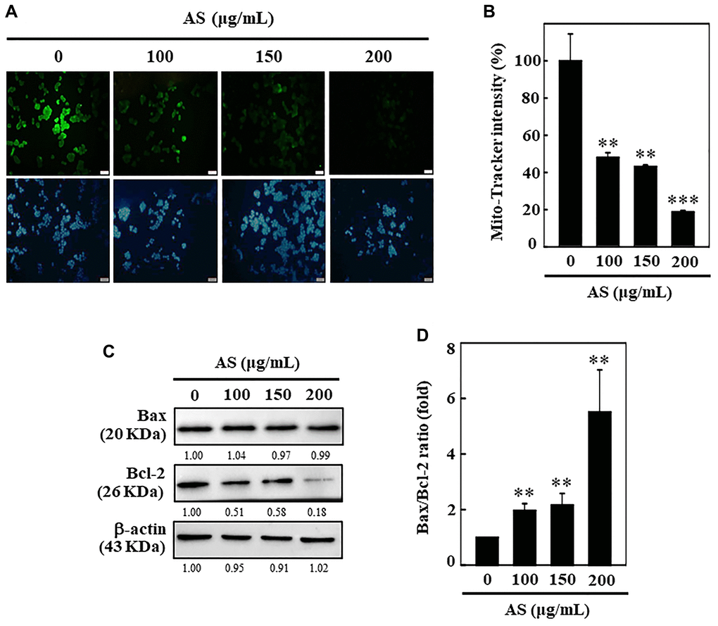 AS induces mitochondrial dysfunction and Bax/Bcl-2 dysregulation in SW620 cells. (A, B) Depolarization of mitochondrial membrane potential (ΔΨm) was measured using Mito-tracker green detection kit. 100, 150, and 200 μg/mL of AS was used to treat cells for 24 h. AS increases the ratio of Bax/Bcl-2. (C) Dose-dependent (100, 150, and 200 μg/mL) effects of AS on Bax and Bcl-2 proteins were estimated through Western blotting. (D) Relative changes in the ratio of Bax and Bcl-2 with the different doses of AS were estimated by commercially available quantitative software with control as 1-fold. Values are expressed as the mean ± SD (n = 3). Statistical significance was defined as **p ***p 