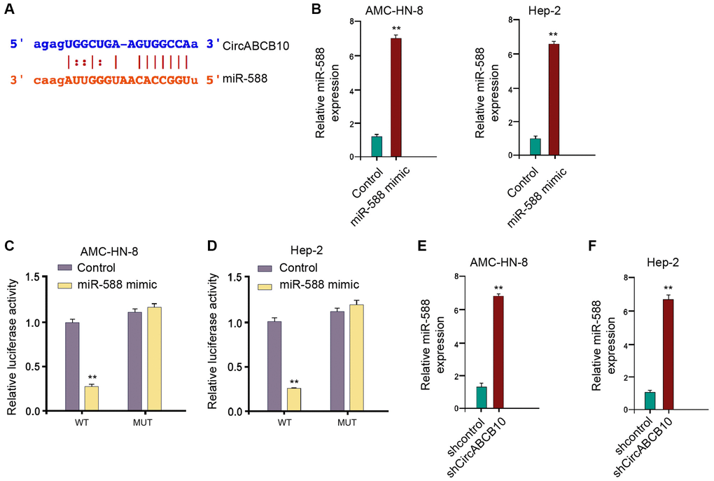 CircABCB10 is able to sponge miR-588 in LSCC cells. (A) The potential interaction between circABCB10 and miR-588 was identified by the bioinformatic analysis using ENCORI (http://starbase.sysu.edu.cn/index.php). (B–D) The AMC-HN-8 and Hep-2 cells were treated with the miR-588 mimic or control mimic. (B) The expression levels of miR-588 were measured by qPCR in the cells. (C) The luciferase activities of wild type circABCB10 (WT) and circABCB10 with the miR-588-binding site mutant (MUT) were determined by luciferase reporter gene assays in the cells. (E and F) The AMC-HN-8 and Hep-2 cells were treated with control shRNA or circABCB10 shRNA. The expression of miR-588 was analyzed by qPCR in the cells. Data are presented as mean ± SD. Statistic significant differences were indicated: **P 