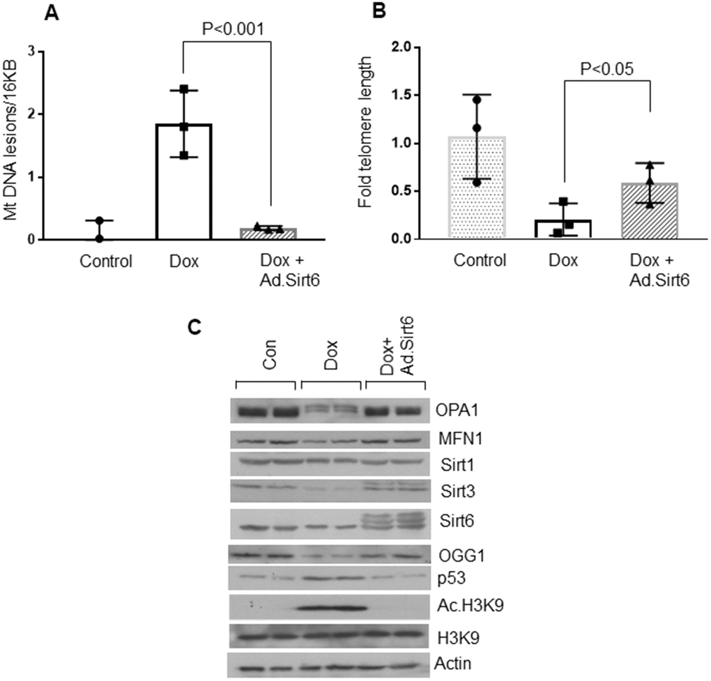 Sirt6 overexpression protects cardiomyocytes from mitochondrial and telomere DNA damage. (A) Relative mitochondrial DNA lesions in the control and senescence induced cardiomyocytes transduced with or without SIRT6. Values are the average of three independent experiments, Mean ± SE. (B) Relative telomere length in the control and senescence induced cardiomyocytes transduced with empty or SIRT6 adenovirus. Values are the average of three independent experiments. Mean ± SE. (C) H9c2 cardiomyocytes were treated with doxorubicin in the presence or absence of SIRT6 to induce senescence. Cell lysate was prepared and analyzed by immunoblotting using indicated antibodies. Representative blot of three independent experiments showing two different samples in each group (quantification of blots is given in Supplementary Figure 5A–5G).