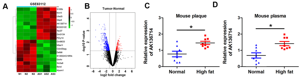 AK136714 is reduced in plaque tissue and blood of atherosclerotic mice. (A) GEO database analysis identified dysregulated lncRNAs in plaques from a mouse atherosclerosis model. (B) Volcano map showing the gene distribution. (C) Detection of AK136714 expression in plaques of atherosclerotic mice using qPCR. (D) Detection of AK136714 expression in the blood of atherosclerotic mice using qPCR. (n=8, *P 