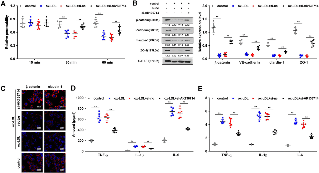 Overexpression of AK136714 protects the endothelial barrier and inhibits the inflammatory response of endothelial cells. (A) Detection of endothelial cell permeability. (B, C) Western blot and immunofluorescence were performed to detect endothelium tight junction biomarkers. (D) ELISA detection of inflammatory factor expression. (E) qPCR detection of inflammatory factor expression. (n=6, *P 