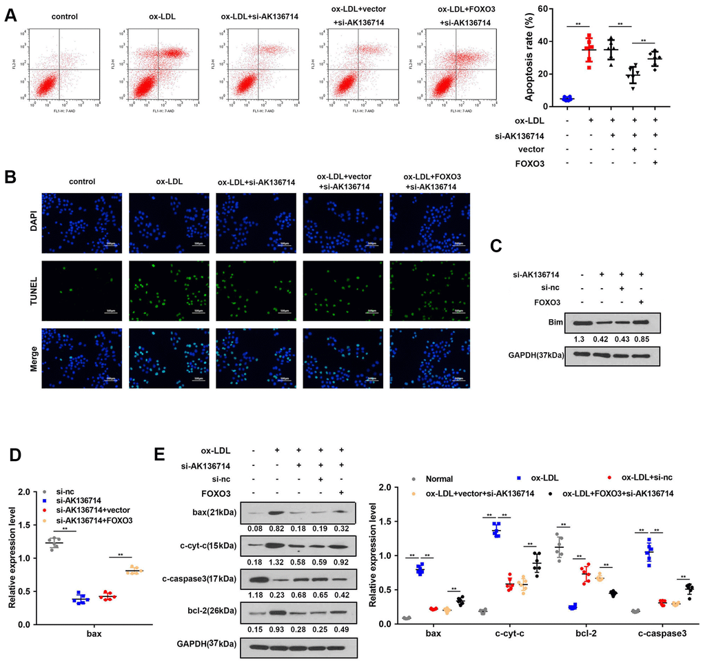 AK136714 inhibits endothelial cell apoptosis by binding to FOXO3. (A) Flow cytometry was used to analyze the apoptosis of endothelial cells. (B) TUNEL staining was used to analyze the apoptosis of endothelial cells. (C) Western blot was used to detect Bim expression in each group. (D) qPCR was performed to evaluate the expression of bax. (E) Western blot for detection of apoptotic protein expression in each group (n=6, *P 