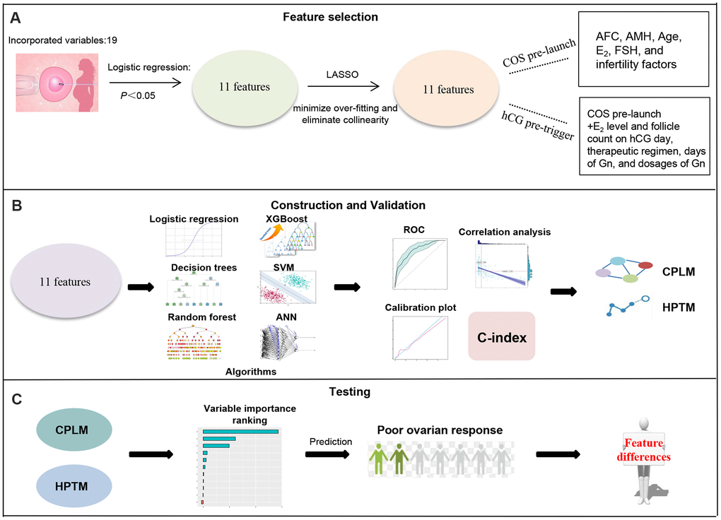 Schematic workflow for poor ovarian response prediction. (A) 11 features relating to ovarian response were obtained following logistic regression and LASSO. (B) These 11 candidate features were analyzed using multivariable logistic regression and machine learning, and then validated using ROC, calibration plot, C-index and correlation analysis to conduct CPLM and HPTM. (C) Variable importance of CPLM and HPTM were described to further understand and investigate of the models.