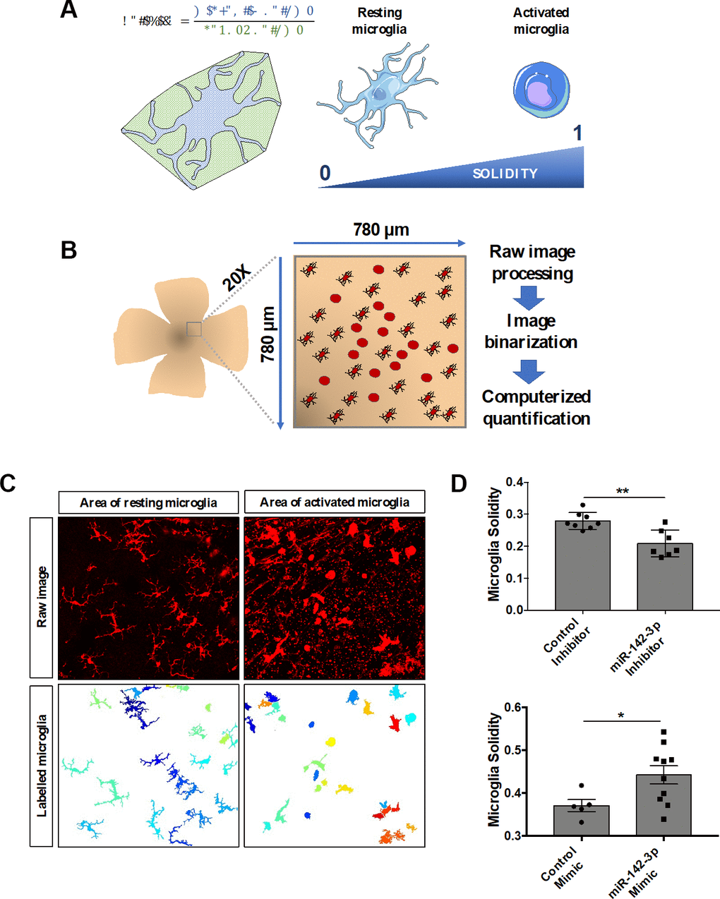 MiR-142-3p influences microglia cell activation state in vivo. (A) Characterization of microglia morphology via cell solidity. The solidity of an object is defined as the ratio between its volume and its convex volume. Resting microglia are highly ramified while activated microglia present an amoeboid shape, with no or small ramifications. Activated microglia are characterized by a higher solidity. (B) CNV lesion area of flat-mounted retinas and surrounding healthy tissue were imaged at the 20X magnification and then processed and quantified. (C) Representative raw images and corresponding labelled images of resting and activated microglia area. (D) Microglia activity measured around the CNV lesion in mice injected with either miR-142-3p inhibitor or mimic and relative controls (n = 5-10 per experimental group). All results are presented as mean +- SEM. Mann Whitney test (* = p ≤ 0.05; ** = p ≤ 0.01).