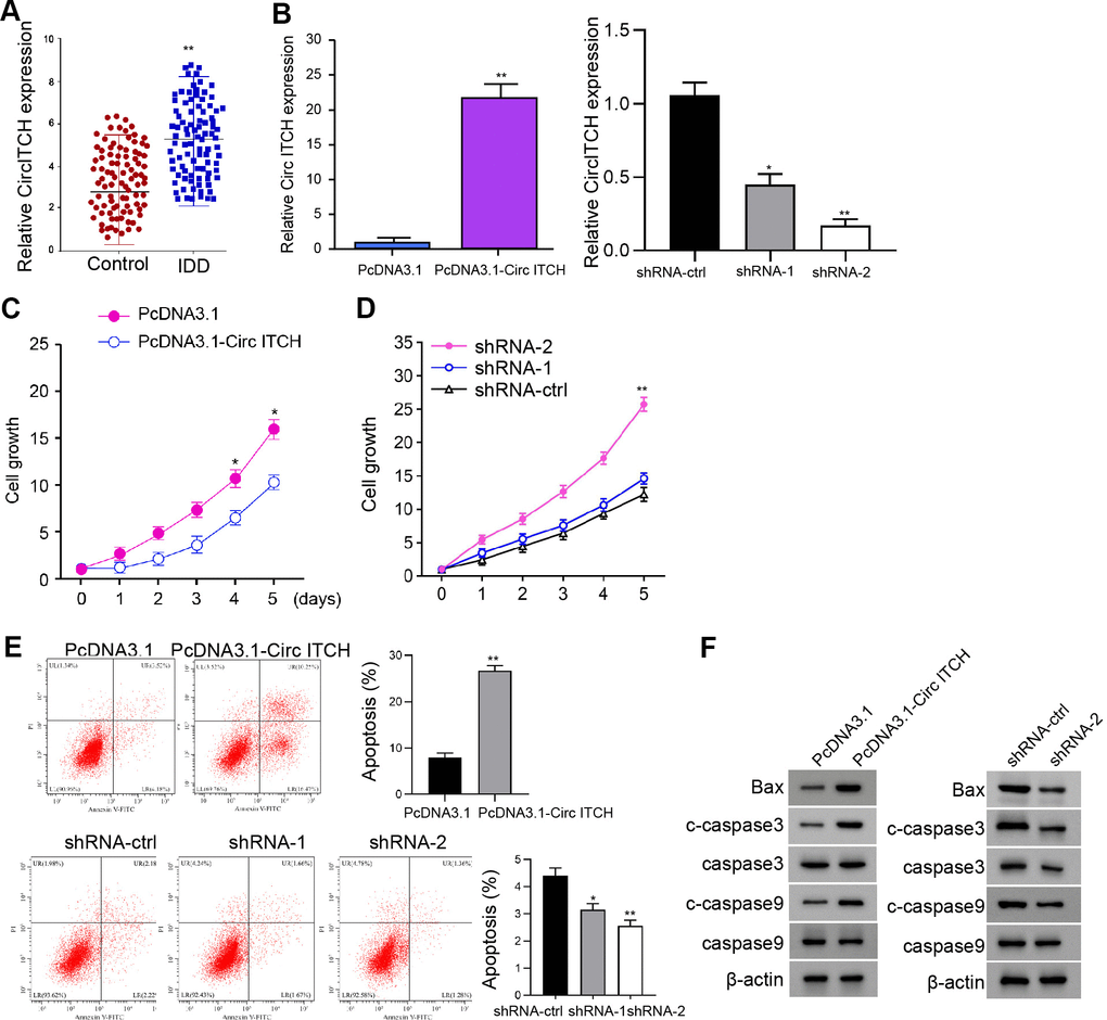 CircITCH inhibits the proliferation and induces apoptosis of NP cells. (A) The expression levels of circITCH were measured by qPCR in the NP tissues of IDD patients (n=90) and normal cases (n=90). (B–F) The NP cells were infected with lentiviral plasmids carrying circITCH shRNA or corresponding control shRNA or transfected with the pcDNA3.1 or the pcDNA3.1-circITCH overexpression vector. (B) The expression levels of circITCH were examined by qPCR in the cells. (C, D) The cell proliferation was analyzed by CCK-8 assays in the cells. (E) Cell apoptosis was tested by flow cytometry analysis in the cells. (F) The expression of Bax, caspase3, cleaved caspase3 (c-caspase3), caspase9, and cleaved caspase9 (c-caspase9) was measured by Western blot analysis. Data are presented as mean ± SD. Statistic significant differences were indicated: * P 