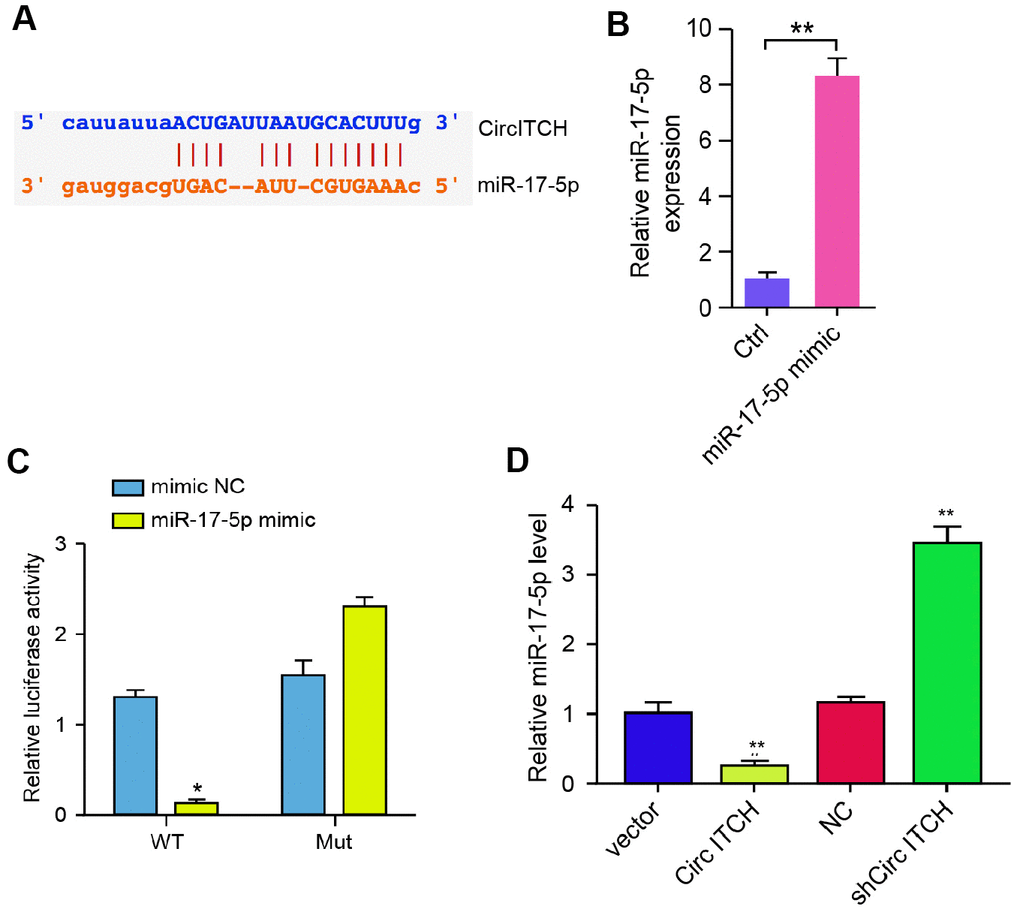 CircITCH serves as a miR-17-5p sponge in NP cells. (A) The potential interaction between circITCH and miR-17-5p was identified by the bioinformatic analysis using ENCORI (http://starbase.sysu.edu.cn/index.php). (B, C) The NP cells were treated with the miR-17-5p mimic or control mimic. (B) The expression levels of miR-17-5p were measured by qPCR in the cells. (C) The luciferase activities of wild type circITCH (circITCH WT) and circITCH with the miR-17-5p-binding site mutant (circITCH MUT) were determined by luciferase reporter gene assays in the cells. (D) The NP cells were infected with lentiviral plasmids carrying circITCH shRNA or corresponding control shRNA or transfected with the pcDNA3.1 or the pcDNA3.1-circITCH overexpression vector. The expression of miR-17-5p was analyzed by qPCR in the cells. Data are presented as mean ± SD. Statistic significant differences were indicated: * P P 