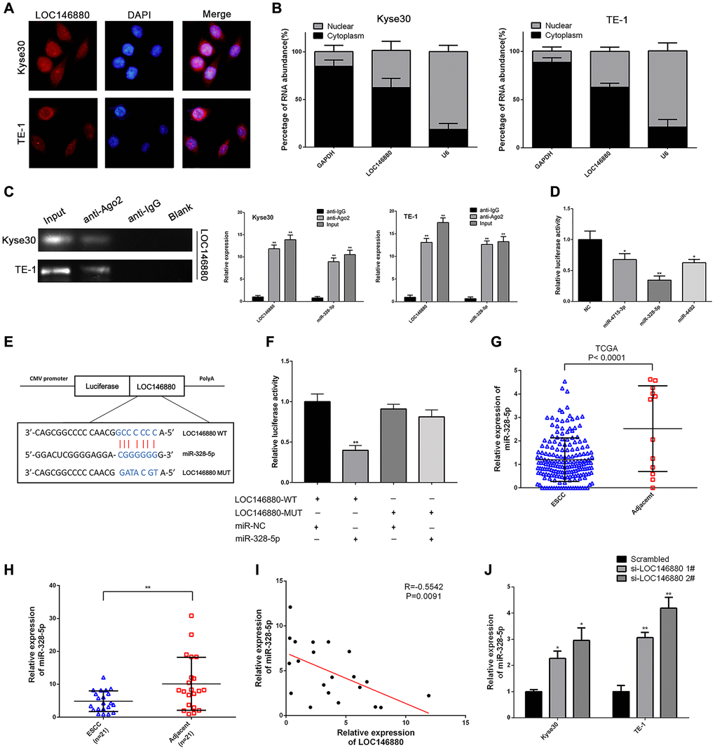 LOC146880 sponges miR-328-5p in ESCC cells. (A) FISH analysis shows localization of LOC146880 (green) in the cytoplasm and nucleus (blue) of Kyse30 and TE-1 cells. (B) Relative levels of LOC146880 in the nuclear and cytosolic fractions of Kyse30 and TE-1 cells. U6 and GAPDH were used as controls for the nuclear and cytosolic fractions. (C) RIP assay shows fold enrichment of LOC146880 and miR-328-5p in the anti-Ago2-antibody and IgG control groups. (D) Dual luciferase reporter assay results show relative luciferase activity of Kyse30 cells co-transfected with vector containing LOC146880-WT plus vectors containing one of the three miRNAs (miR-4715-3p, miR-328-5p and miR-4492). (E) Predicted miR-328-5p seed region in the wild-type (WT) and mutated (Mut) LOC146880. (F) Dual luciferase reporter assay shows relative luciferase activity in Kyse30 cells co-transfected with luciferase reporter plasmid containing wild type (WT) or mutant (Mut) LOC146880 and miR-328-5p mimics, miRNA-328-5p NC act as control. (G) TCGA database analysis shows expression levels of miR-328-5p in ESCC (N = 183) and adjacent normal esophageal tissues (N = 12). (H) QRT-PCR analysis shows expression levels of miR-328-5p in 21 pairs of ESCC and paracancerous esophageal tissues. (I) Spearman’s rank correlation analysis shows inverse relationship between LOC146880 and miR-328-5p expression levels in the 21 pairs of ESCC and paracancerous esophageal samples. (J) QRT-PCR analysis shows expression levels of miR-328-5p in control and LOC146880 silenced Kyse30 and TE-1 cells. *P **P ***P 