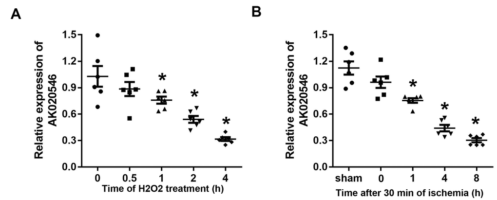 LncRNA AK020546 was downregulated in H9c2 cardiomyocytes and myocardium subjected to H2O2 treatment and I/R injury. (A) The expression of lncRNA AK020546 in H9c2 cardiomyocytes at different time points after H2O2 treatment was detected with qPCR (n = 5). (B) The expression of lncRNA AK020546 in the myocardium at different time points of reperfusion was evaluated by qPCR (n = 5). *p 