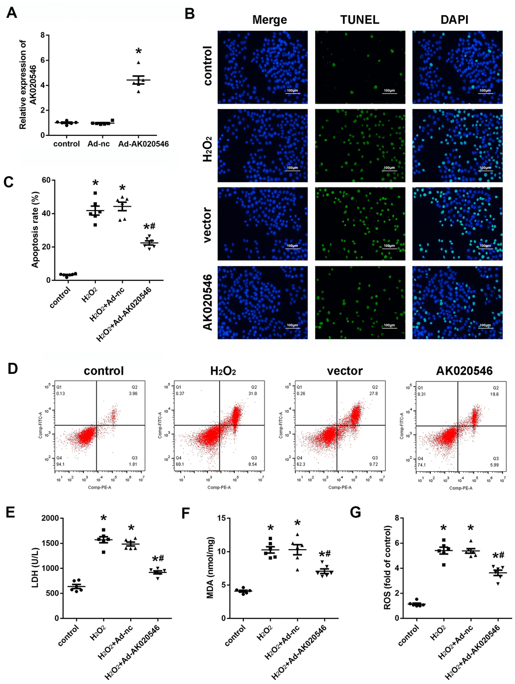 lncRNA AK020546 inhibited I/R-induced oxidative stress and apoptosis in vitro. (A) qPCR verified the lncRNA AK020546-overexpressing efficiency of adenovirus particles in H9c2 cardiomyocytes (n = 5). (B) TUNEL staining was used to detect the apoptosis of H9c2 cardiomyocytes (n = 5). (C, D) Flow cytometry and Annexin V/propidium iodide (PI) staining were carried out to detect H9c2 cardiomyocyte apoptosis (n = 5). (E–G) The levels of oxidative markers, such as LDH, MDA, and ROS, were detected using commercial kits (n = 5). *p #p 2O2 + Ad-nc or control group.