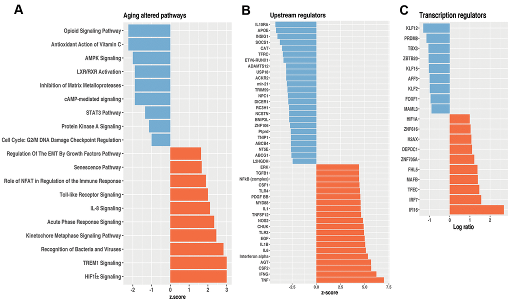 Differentially expressed pathways and potential transcriptional regulators of lungs from old and young mice. (A) Top 10 ranked high- and down Z-score pathways. (B) Upstream regulators. (C) Transcription regulators. Orange bars represent overexpressed genes; blue bars represent underexpressed genes, all of them at a significant level of p