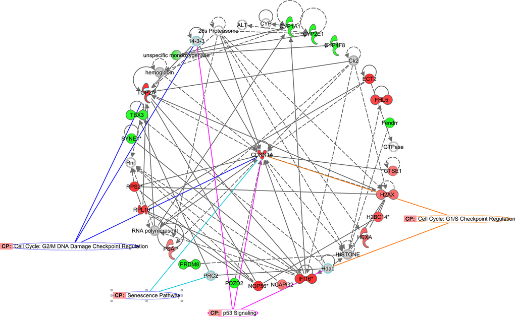 CDKN1a functional network identified using Ingenuity Pathway Analysis™. CDKN1a interaction network overlapping senescence associated pathways. Colored nodes refer to genes found in our dataset (green downregulated; red upregulated). Uncolored nodes were not identified as differentially expressed in our experiment and were integrated into the computationally generated IPA networks.