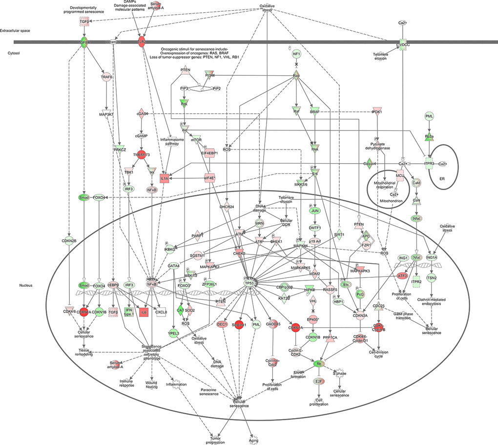 Simulation of perturbations in senescence. Senescence signaling perturbation pathway generated by using Molecular Activity Predictor (MAP), showing downstream consequences, and predicted inferred of senescence. Colored nodes refer to genes found in our dataset (green downregulated; red upregulated). Uncolored nodes were not identified as differentially expressed in our experiment and were integrated into the computationally generated IPA networks.