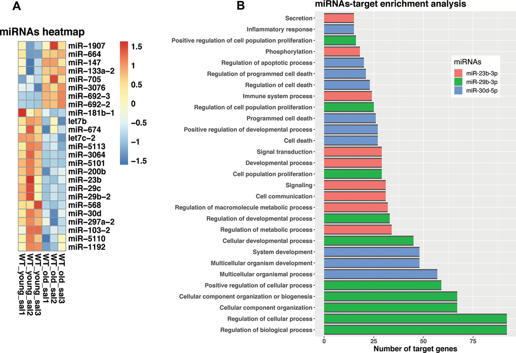 Dysregulated miRNA expression and target genes in old versus young mice lungs. (A) Changed expression levels of miRNAs. (B) miRNAs GSEA enrichment. The bar plot is showing GO biological processes that have an adjusted p-value 