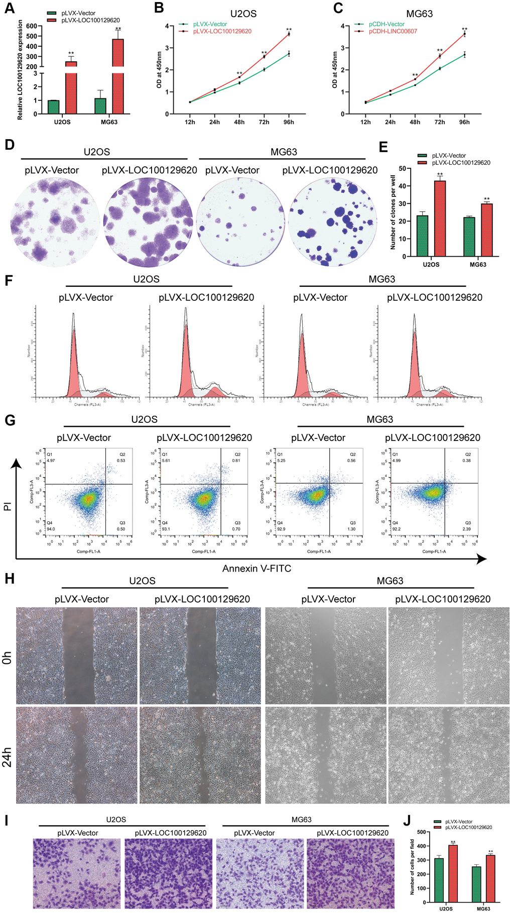 LncRNA LOC100129620 overexpression promotes the proliferation and invasion of osteosarcoma cells. (A) The expression of LOC100129620 in U2OS and MG63 cells transfected with pLVX-Vector or pLVX-LOC100129620. (B) CCK-8 assay to analyze the viability of U2OS cells transfected with pLVX-Vector or pLVX-LOC100129620. (C) CCK-8 assay to analyze the viability of MG63 cells transfected with pLVX-Vector or pLVX-LOC100129620. (D) Colony formation assay to analyze the proliferation of U2OS and MG63 cells transfected with pLVX-Vector or pLVX-LOC100129620. (E) Quantitative analysis of colony formation of U2OS and MG63 cells with transfected pLVX-Vector or pLVX-LOC100129620. (F) Flow cytometry analysis of the cell cycle in U2OS and MG63 cells transfected with pLVX-Vector or pLVX-LOC100129620. (G) Flow cytometry analysis of apoptosis of U2OS and MG63 cells transfected with pLVX-Vector or pLVX-LOC100129620. (H) Cell scratch assay to detect the migration ability of U2OS and MG63 cells transfected with pLVX-Vector or pLVX-LOC100129620. (I) Transwell assay to detect the invasion ability of U2OS and MG63 cells transfected with pLVX-Vector or pLVX-LOC100129620. (J) Quantitative analysis of the Transwell assay results of U2OS and MG63 cells transfected with pLVX-Vector or pLVX-LOC100129620. Statistical analysis was conducted using Student’s t-test. Values are means ± SD. *P P 