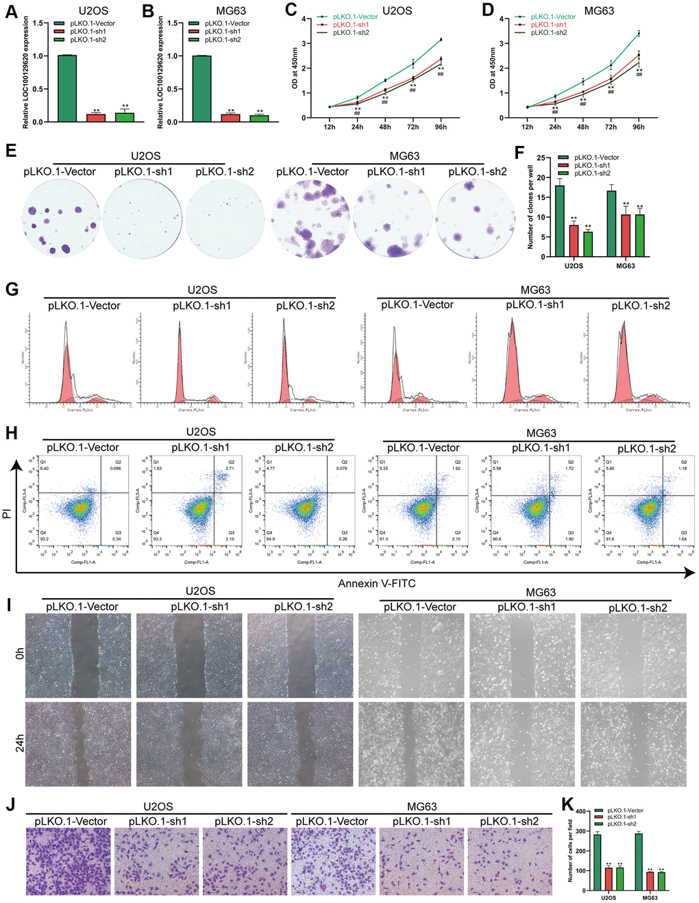 LncRNA LOC100129620 knockdown inhibits the proliferation and invasion of osteosarcoma cells. (A) The expression of LOC100129620 in U2OS cells transfected with pLKO.1-Vector, pLKO.1-sh1, or pLKO.1-sh2. (B) The expression of LOC100129620 in MG63 and MG63 cells transfected with pLKO.1-Vector, pLKO.1-sh1, or pLKO.1-sh2. (C) CCK-8 assay to analyze the viability of U2OS cells transfected with pLKO.1-Vector, pLKO.1-sh1, or pLKO.1-sh2. (D) CCK-8 assay to analyze the viability of MG63 cells transfected with pLKO.1-Vector, pLKO.1-sh1, or pLKO.1-sh2. (E) Colony formation assay to analyze the proliferation of U2OS and MG63 cells transfected with pLKO.1-Vector, pLKO.1-sh1, or pLKO.1-sh2. (F) Quantitative analysis of the colony formation assay results of U2OS and MG63 cells transfected with pLKO.1-Vector, pLKO.1-sh1, or pLKO.1-sh2. (G) Flow cytometry analysis of the cell cycle in U2OS and MG63 cells transfected with pLKO.1-Vector, pLKO.1-sh1, or pLKO.1-sh2. (H) Flow cytometry analysis of apoptosis of U2OS and MG63 cells transfected with pLKO.1-Vector, pLKO.1-sh1, or pLKO.1-sh2. (I) Cell scratch assay to detect the migration ability of U2OS and MG63 cells transfected with pLKO.1-Vector, pLKO.1-sh1, or pLKO.1-sh2. (J) Transwell assay to detect the invasion ability of U2OS and MG63 cells transfected with pLKO.1-Vector, pLKO.1-sh1, or pLKO.1-sh2. (K) Quantitative analysis of the Transwell assay results of U2OS and MG63 cells transfected with pLKO.1-Vector, pLKO.1-sh1, or pLKO.1-sh2. Statistical analysis was conducted using Student’s t-test. Values are means ± SD. *P P 