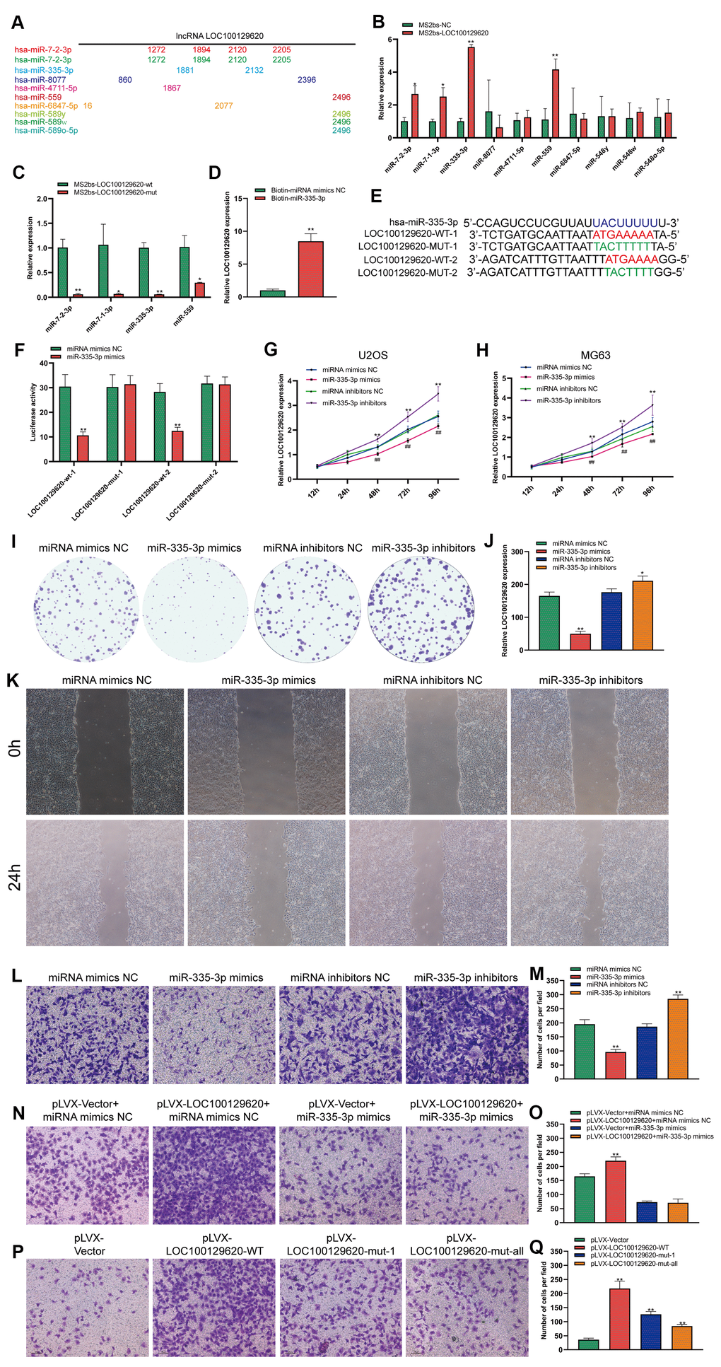 LncRNA LOC100129620 regulates the function of miR-335-3p in osteosarcoma cells. (A) MiRDB software predicted the miRNAs that could bind to LOC100129620 and the position of the binding sites. (B) MS2bs RNA pull-down assay to detect the miRNAs that bind to LOC100129620. (C) MS2bs RNA pull-down assay to detect the combination of miRNA with wild-type or mutant LOC100129620. (D) MiR-335-3p pull-down assay to detect the binding of miR-335-3p with LOC100129620. (E) Schematic diagram of the wild-type and mutated binding sites of LOC100129620 with miR-335-3p. (F) The binding of LOC100129620 and miR-335-3p as detected by luciferase reporter gene assay. (G) CCK-8 assay to detect the viability of U2OS cells treated with miR-335-3p mimics or miR-335-3p inhibitors. (H) CCK-8 assay to detect the viability of MG63 cells treated with miR-335-3p mimics or miR-335-3p inhibitors. (I) Colony formation assay to detect the viability of U2OS cells treated with miR-335-3p mimics or miR-335-3p inhibitors. (J) Quantitative analysis of colony formation assay results of U2OS cells treated with miR-335-3p mimics or miR-335-3p inhibitors. (K) Cell scratch assay to detect the migration ability of U2OS cells treated with miR-335-3p mimics or miR-335-3p inhibitors. (L) Transwell assay to detect the invasion ability of U2OS cells treated with miR-335-3p mimics or miR-335-3p inhibitors. (M) Quantitative analysis of the Transwell assay results of U2OS cells treated with miR-335-3p mimics or miR-335-3p inhibitors. (N) Transwell assay to detect the effect of LOC100129620 on the invasion ability of U2OS cells treated with miR-335-3p mimics or miR-335-3p inhibitors. (O) Quantitative analysis to detect the effect of LOC100129620 on the invasion ability of U2OS cells treated with miR-335-3p mimics or miR-335-3p inhibitors. (P) Transwell assay to detect the effects of wild-type LOC100129620 and miR-335-3p binding site mutant LOC100129620 on the invasion ability of U2OS cells. (Q) Quantitative analysis of the Transwell assay results to detect the effects of wild-type LOC100129620 and miR-335-3p binding site mutant LOC100129620 on the invasion ability of U2OS cells. Statistical analysis was conducted using Student’s t-test. Values are means ± SD. *P P 