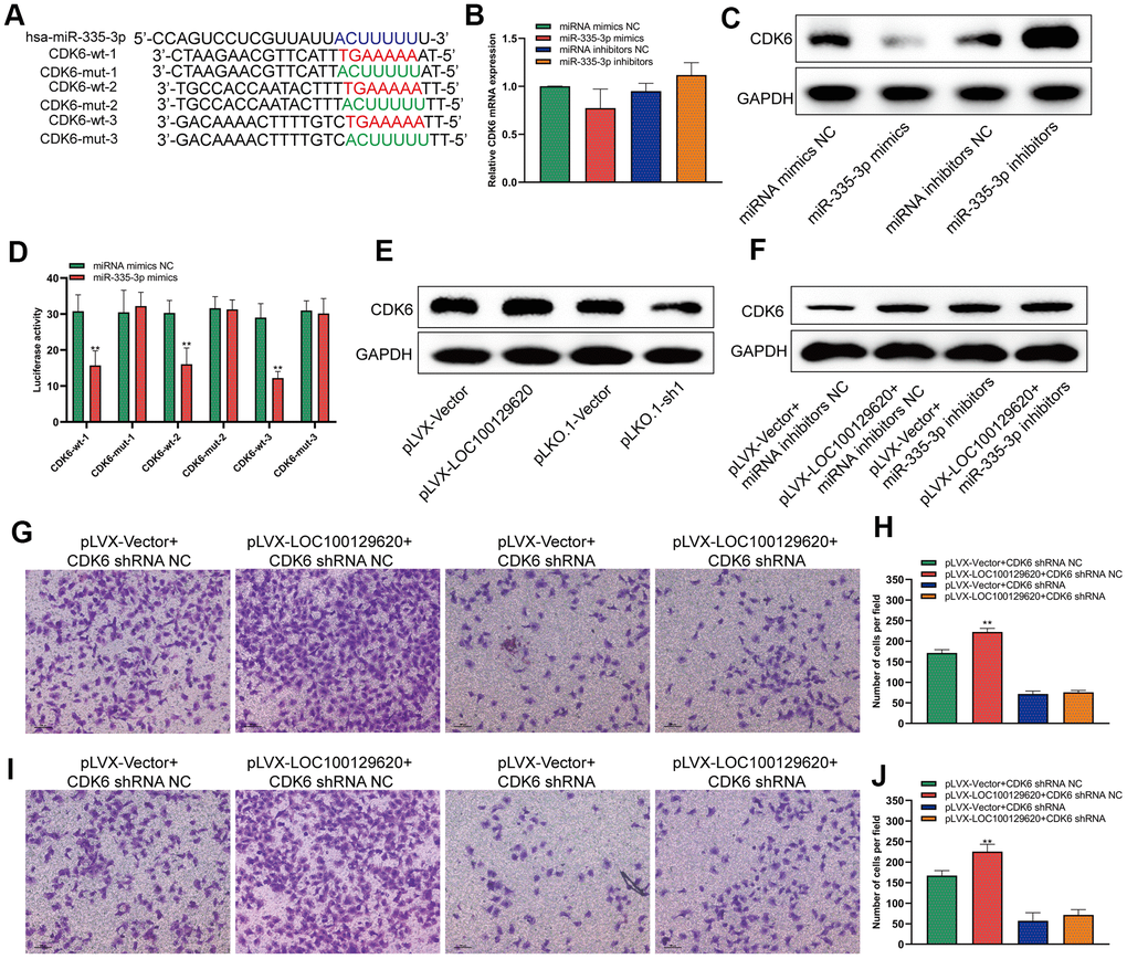 LncRNA LOC100129620 regulates the expression of CDK6 through miR-335-3p. (A) Schematic diagram of the wild-type and mutated binding sites of the CDK6 3′-UTR and miR-335-3p. (B) CDK6 mRNA expression in U2OS cells treated with miR-335-3p mimics or inhibitors, as detected by qRT-PCR. (C) Western blot to detect the effect of miR-335-3p on the protein expression of CDK6. (D) Binding of the CDK6 3′-UTR and miR-335-3p, as detected by luciferase reporter gene assay. (E) Western blot to detect the effect of LOC100129620 on the protein expression of CDK6. (F) Western blot to detect the effect of LOC100129620 on the protein expression of CDK6 in U2OS cells treated with miR-335-3p inhibitors. (G) Transwell assay to detect the effect of LOC100129620 on the invasion ability of U2OS cells with CDK6 knockdown. (H) Quantitative analysis of the Transwell assay results to detect the effect of LOC100129620 on the invasion ability of U2OS cells with CDK6 knockdown. (I) Transwell to detect the effect of LOC100129620 on the invasion ability of MG63 cells with CDK6 knockdown. (J) Quantitative analysis of the Transwell assay results to detect the effect of LOC100129620 on the invasion ability of MG63 cells with CDK6 knockdown. Statistical analysis was conducted using Student’s t-test. Values are means ± SD. **P 