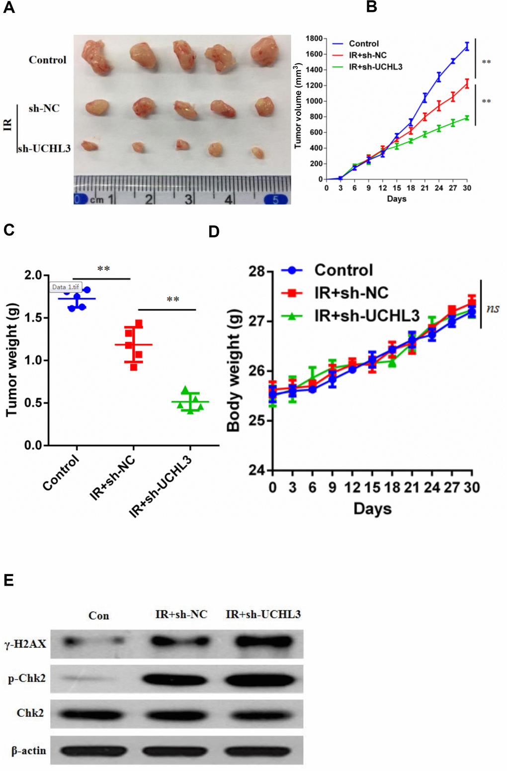 UCHL3 knockdown enhanced radio-sensitivity of non-small cell lung cancer cells in vivo. (A) Images of dissected tumors from nude mice. (B, C) Tumor growth curve and (B) tumor weight (C) are shown. (D) Body weight of mice treated with vehicle control, combination of transfected with sh-NC and radiation, combination of transfected with sh-UCHL3 and radiation. (E) Western blot analysis of γ-H2AX, p-Chk2, Chk2 after H460 cells treated with indicated treatment. β-actin was used as a loading control. Data are presented as the mean ± s.d. of five mice per group. **P 