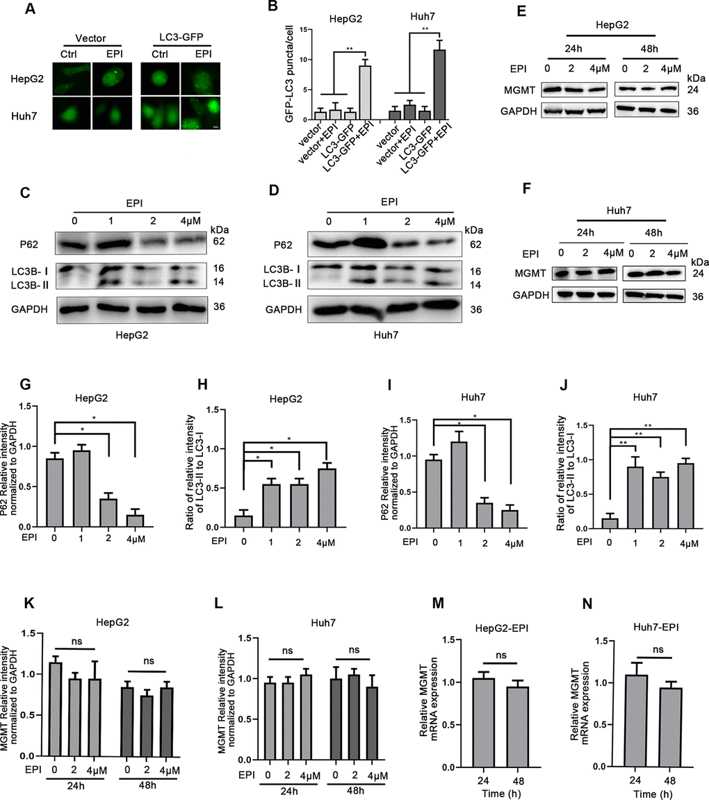 Induction of autophagy has no impact on MGMT expression. (A) HepG2 and Huh7 cells were transfected with plasmid expressing LC-3 or a control vector, and treated with 0 or 4 μM epirubicin for 6 h. LC3-II puncta was observed by fluorescence microscope (scale bar, 50μm). Representative images are shown. (B) Determination of LC3-II puncta per cell. About 100 cells were used in each experiment. Data are expressed as mean±SD. ** P≤0.01; ***P≤0.001. (C, D) HepG2 and Huh7 cells were treated with increasing epirubicin concentrations for 24 h, and the autophagic markers LC3-II and p62 were analyzed by western blot assay; GAPDH was used as loading control. (E, F) HepG2 and Huh7 cells were treated with epirubicin for 24 h or 48 h, and MGMT levels were analyzed by western blot. (G–J) Quantification of P62 and LC3-II/I were shown as mean±SD. * P≤0.05. (K, L) Quantification of MGMT were shown as mean±SD. (M, N) HepG2 and Huh7 cells were treated with 2 μM epirubicin for indicated times, and MGMT mRNA levels were analyzed by quantitative RT-PCR. The data were normalized to GAPDH levels, and to untreated cells (mean±SD).