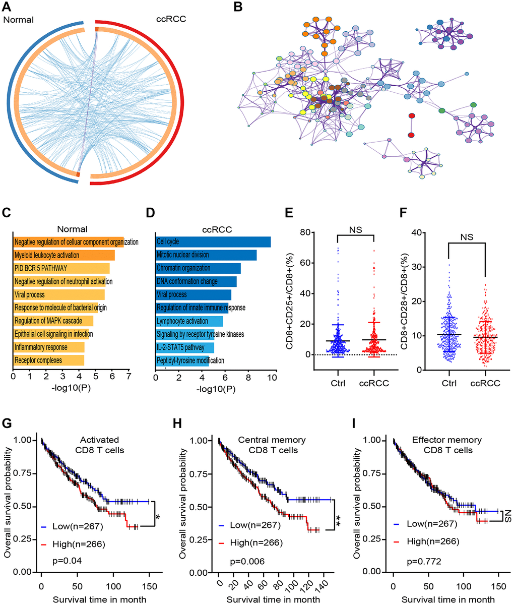 Differences between CD8+ T cells subsets of healthy people and ccRCC patients. We collected clinical data and bioinformatics data of peripheral CD8+ T cells and analyzed differences. (A) Gene chip tested differential genes of CD8+ T cells from peripheral blood of 5 healthy people and 5 ccRCC patients. (B) Pathways enrichment of different gene between healthy group and ccRCC group. (C, D) Differential gene enriched pathways of CD8+ T cells after co-cultured with/without RAG cells. (E, F) Proportion of CD8+CD25+ T cells (E) and CD8+CD28+ T cells of CD8+ T cells from healthy people (n = 350) and ccRCC patients (n = 274) (F). (G, H, I) Survival time of ccRCC patients with different level of activated CD8+ T cells (CD25+CD8+ T cells), activated CD8+ T cells (CD25+CD8+ T cells) and effector memory CD8+ T cells (CD45RO+CD62L-CD8+ T cells). Means ± SEM of experiment performed in triplicates are shown. *P **p ***p 