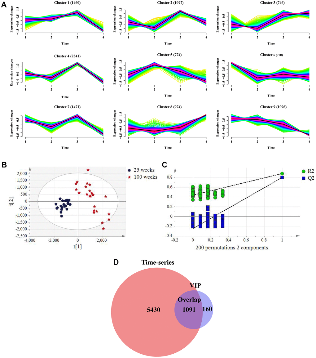 Screening metabolites in combination with time-series analysis and variable importance in the project (VIP) value in the negative mode in the training group. (A) Metabolic aging trajectories. Fuzzy c-mean clustering of all 10729 metabolite abundances. Average trend of clusters is shown as a black line. (B) PLS-DA scores plots of rat urine at 25 weeks and 100 weeks. (ESI−, R2Y= 0.881, Q2 = 0.80). (n = 24 each time point). (C) Permutation test with 2 components of PLS-DA score plot. (D) Venn diagrams demonstrated the overlap of metabolites in combination with two algorithms.