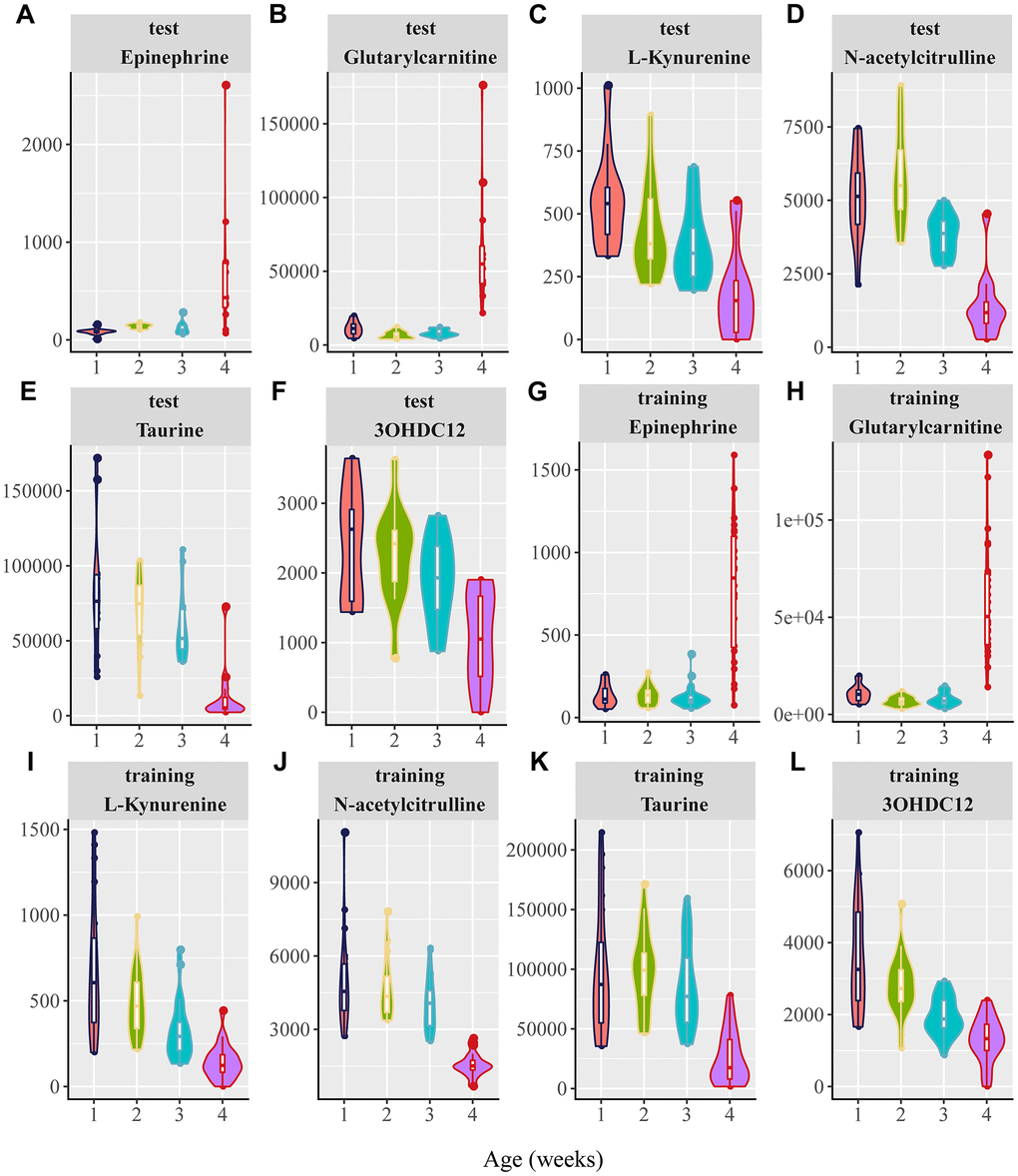 Violin plots for the six potential biomarkers abundance with aging. 1, 2, 3, and 4 in the X axis are represented as 20, 25, 50, 75, and 100 weeks, respectively. (A–F) Normalized abundance of metabolites in both the negative and positive modes in the test group, including (A) epinephrine, (B) glutarylcarnitine, (C) L-kynurenine, (D) N-acetylcitrulline, (E) taurine, and (F) 3-hydroxydodecanedioic acid (3OHDC12). (G–L) Normalized abundance of metabolites in the negative and positive modes in the training group, including (G) epinephrine (H) glutarylcarnitine, (I) L-kynurenine, (J) N-acetylcitrulline, (K) taurine, and (L) 3-hydroxydodecanedioic acid (3OHDC12). (P 