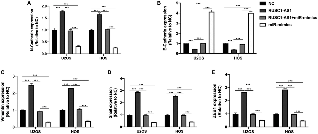 RUSC1-AS1/miR-340-5p promoted EMT in osteosarcoma cells. The expression of (A) N-Cadherin, (B) E-Cadherin, (C) Vimentin, (D) Snail and (E) ZEB1 in U2OS/HOS cells or U2OS/HOS cells transfected with RUSC1-AS1 plasmid, miR-mimics or RUSC1-AS1+miR-mimics.