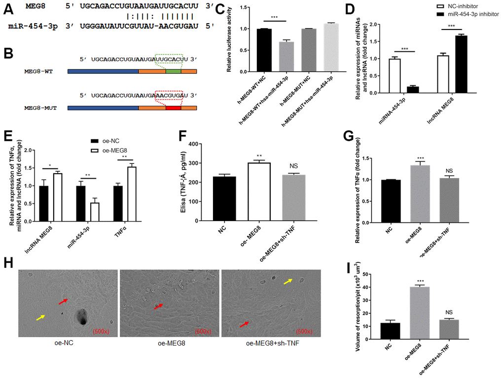 MEG8 sponged miR-454-3p in 293T cells. (A) The predicted binding site between MEG8 and miR-454-3p. (B) The predicted miR-454-3p binding site (MEG8-wt) and its matched mutant site (MEG8-mut). (C) Luciferase activity detection. (D, E) RT-qPCR analyses measured relative MEG8, miR-454-3p and TNF-α expression levels. (F) Elisa analyses measured TNF-α expression levels. (G) RT-qPCR analyses measured TNF-α expression levels. (H) Scanning electron microscope results of bone slices (500x). (I) Volume of resorption/pit (x103 um3). *P 