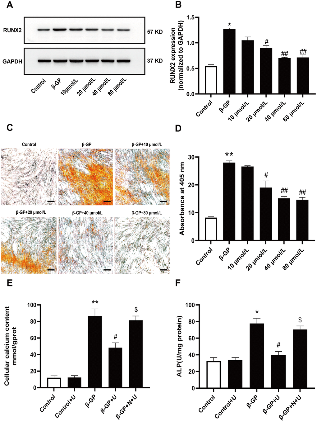 Effects of κ-OR stimulation on VSMC calcification induced by β-GP. Control: VSMCs were incubated in the absence of β-GP. β-GP: VSMCs were incubated in 10% FBS-DMEM containing β-GP (10 mmol/L) for ten days. U50,488H (10 - 80 mmol/L) was added before β-GP treatment to investigate the effect of U50,488H on VSMC calcification. (A) Cell lysates were collected and analyzed for RUNX2 using western blotting. (B) Quantitative analysis of RUNX2 expression. (C) Calcium nodules were stained with Alizarin red. Red nodules indicate calcium deposition. Scale bar = 50 μm. (D) Quantification of mineralization. (E, F) The contents of intracellular calcium and ALP were detected using calcium assay kits and ALP activity kits. U, U50,488H; β-GP, β-Glycerophosphate disodium salt pentahydrate; N, nor-BNI; Data obtained from quantitative densitometry were presented as means ± SEM. n=4 in each group. *P **P #P ##P $P 