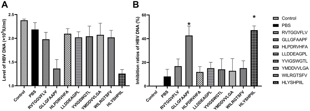 HBV gene expression assay. HepG2.2.15 cells were co-cultured with epitope-specific T cells. The HBV-DNA level of each group was shown in (A), and the inhibition ratio of HBV-DNA was shown in (B). The control group was HepG2.2.15 cells cultured without T cells, and the PBS group was HepG2.2.15 cells co-cultured with T cells stimulated by PBS. The mean ± SD from 3 independent experiments is shown. *Statistically significant compared to the PBS group.